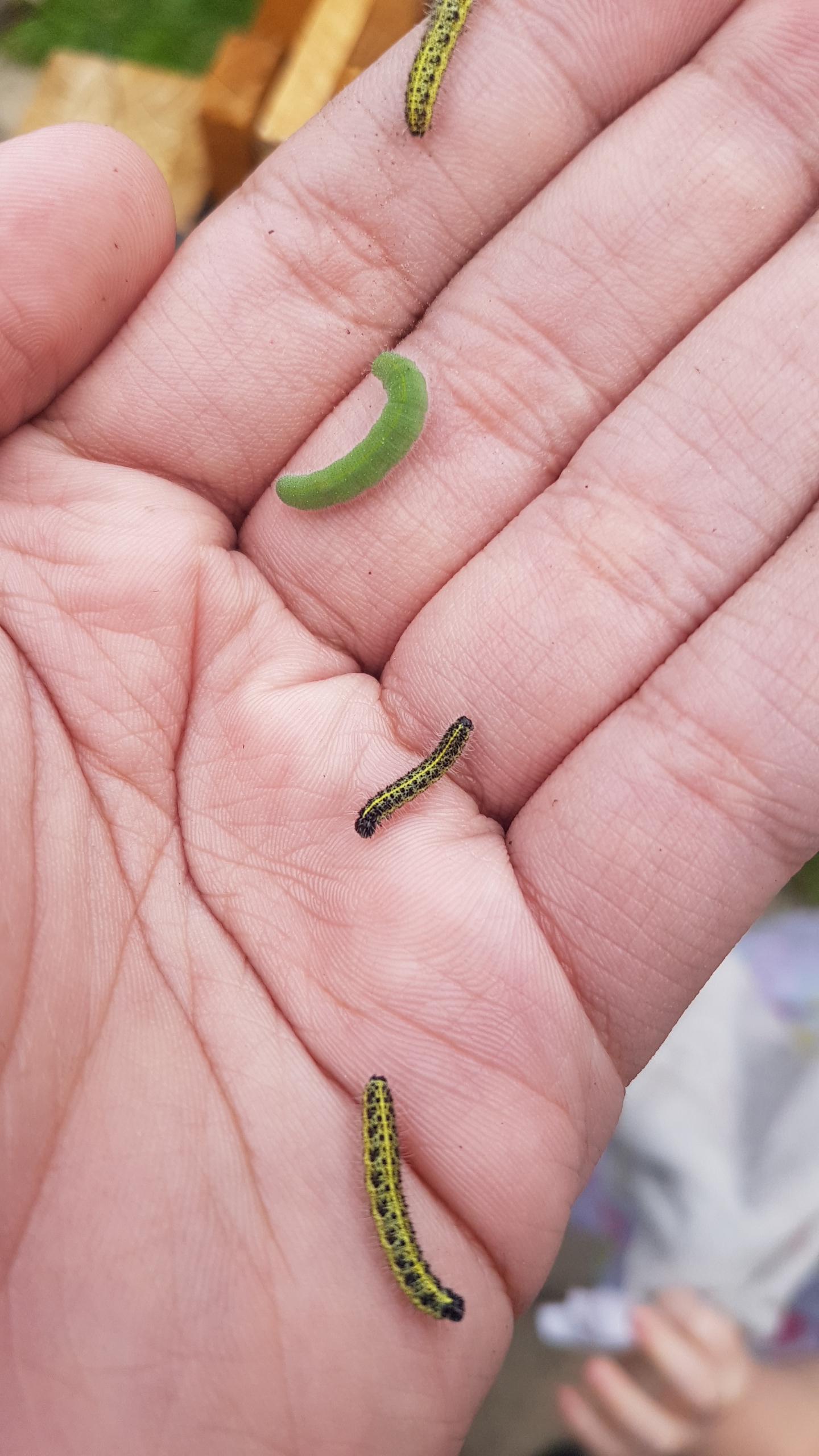 What are these caterpillars found on cauliflower and broccoli plants (UK) r/whatsthisbug
