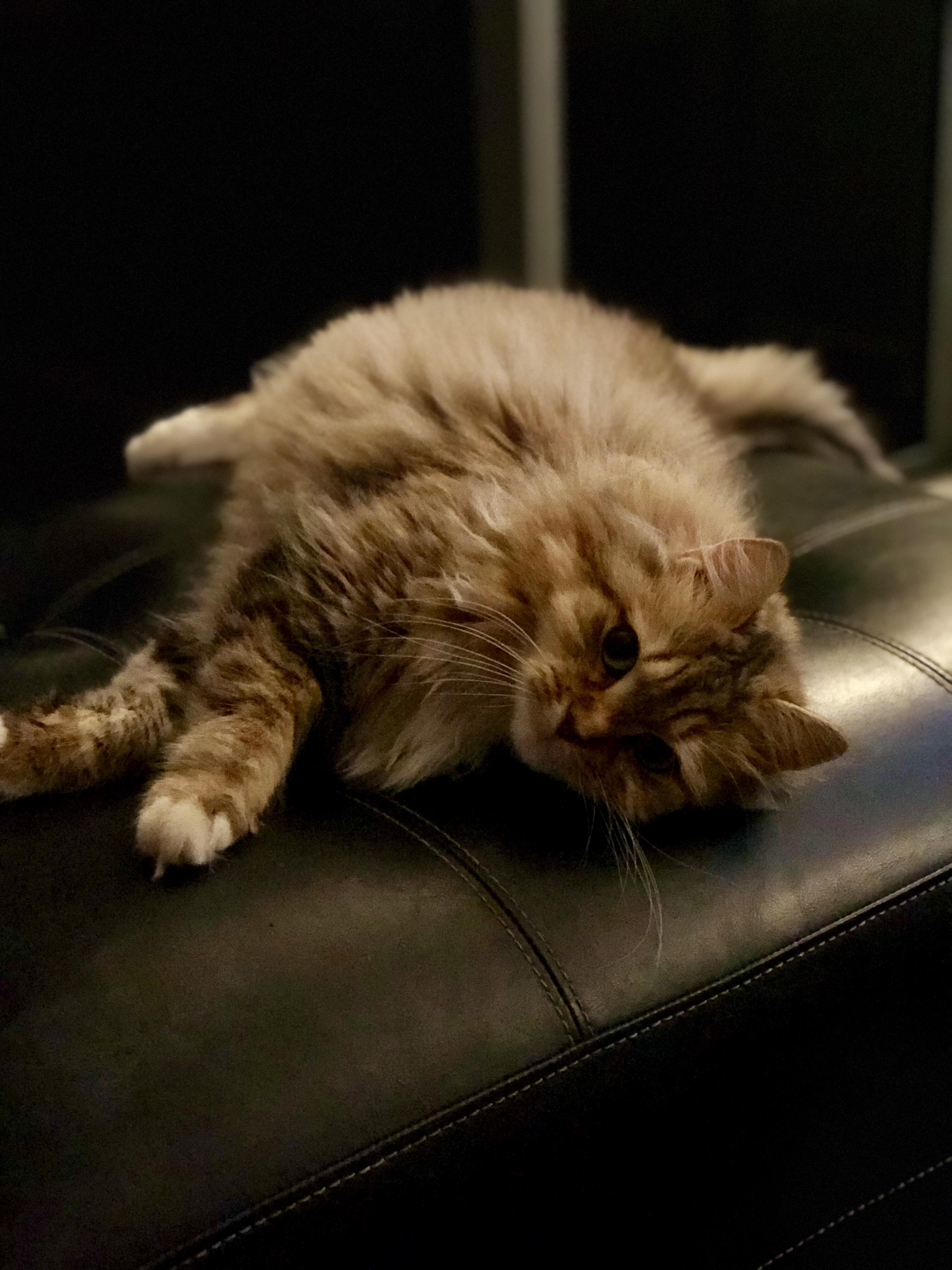 Cinnamon the cat taken with iPhone 8+ iPhoneography