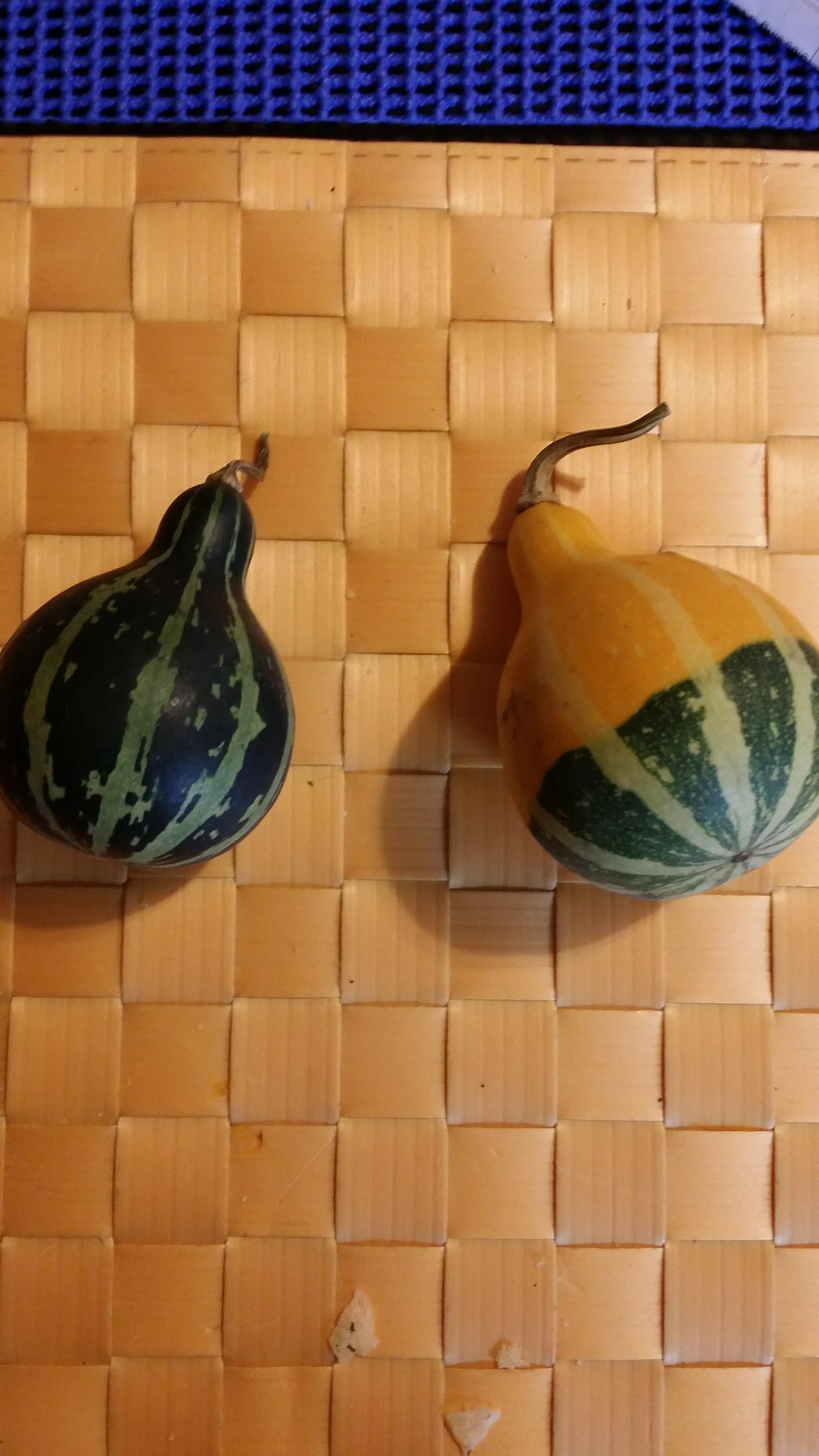 Is it a half zucchini? r/whatsthisplant