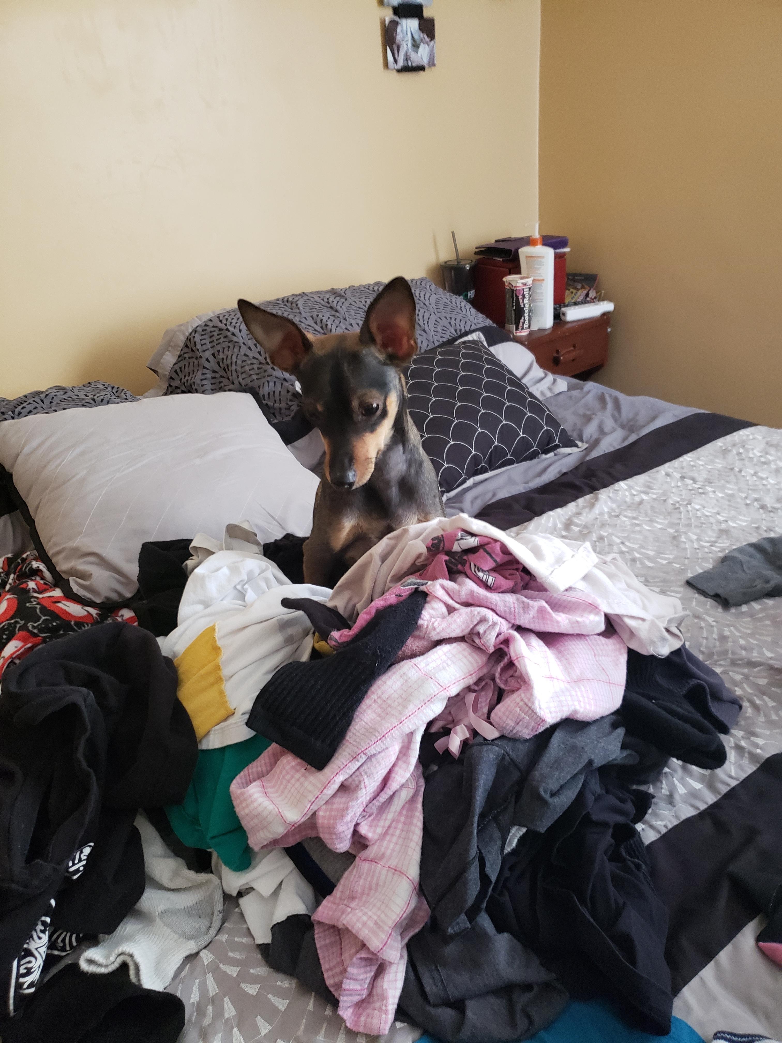 S'mores decided to "help" with laundry...funny how my socks are missing