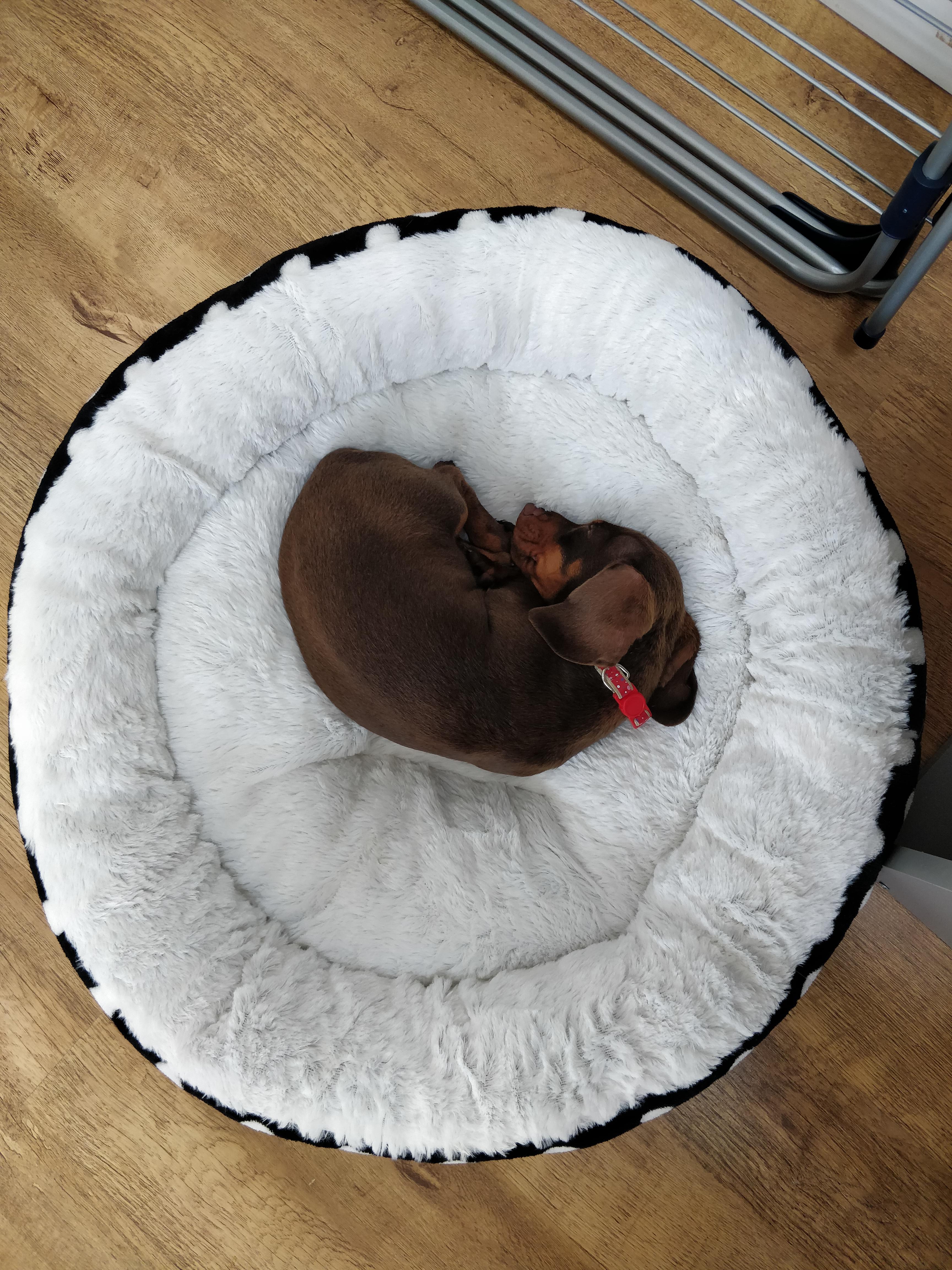 Phoebe enjoying her new bed. Pooped after playing fetch all morning. 13