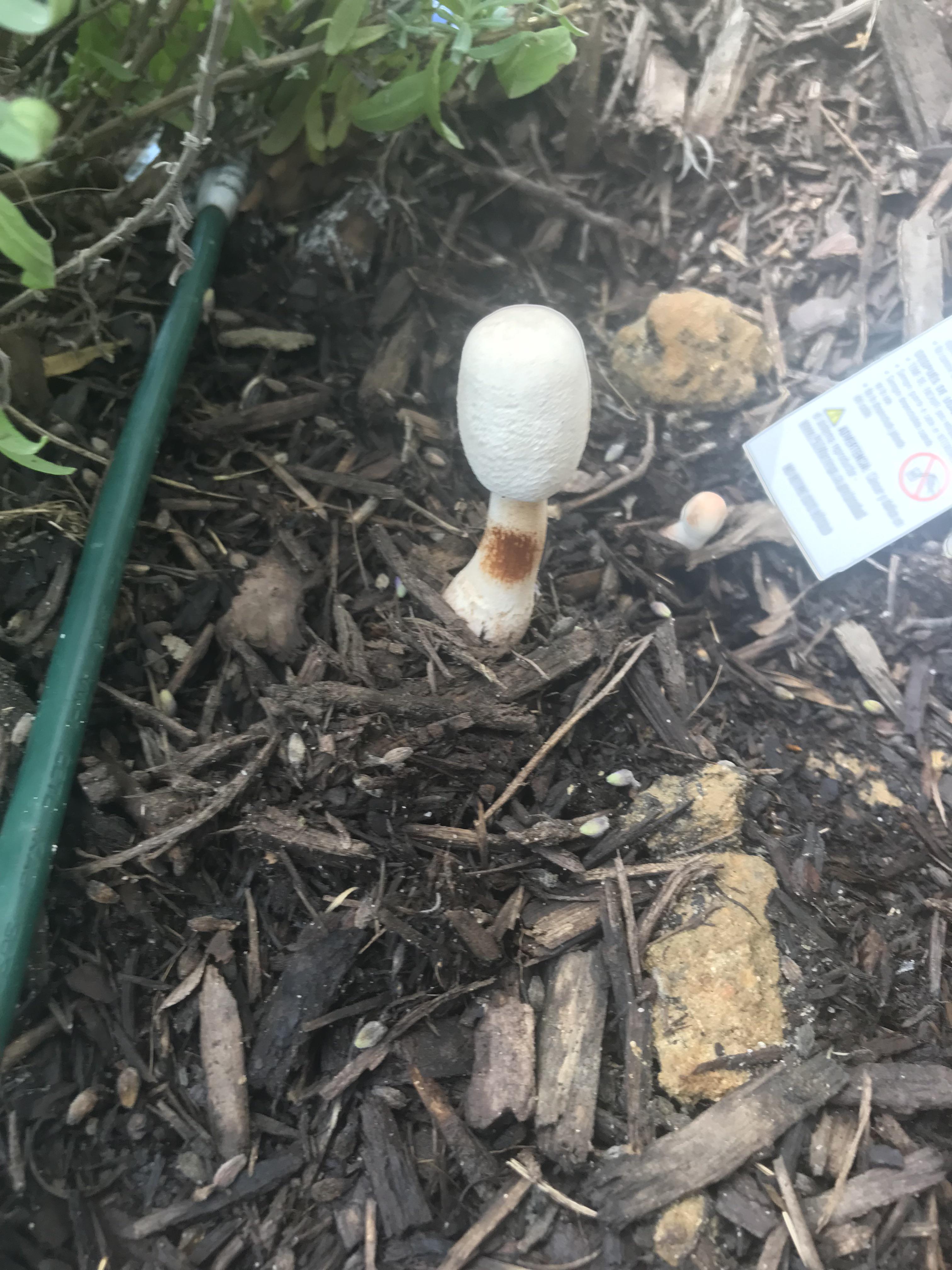 Found growing under some lavender in my flower bed. Anybody know what