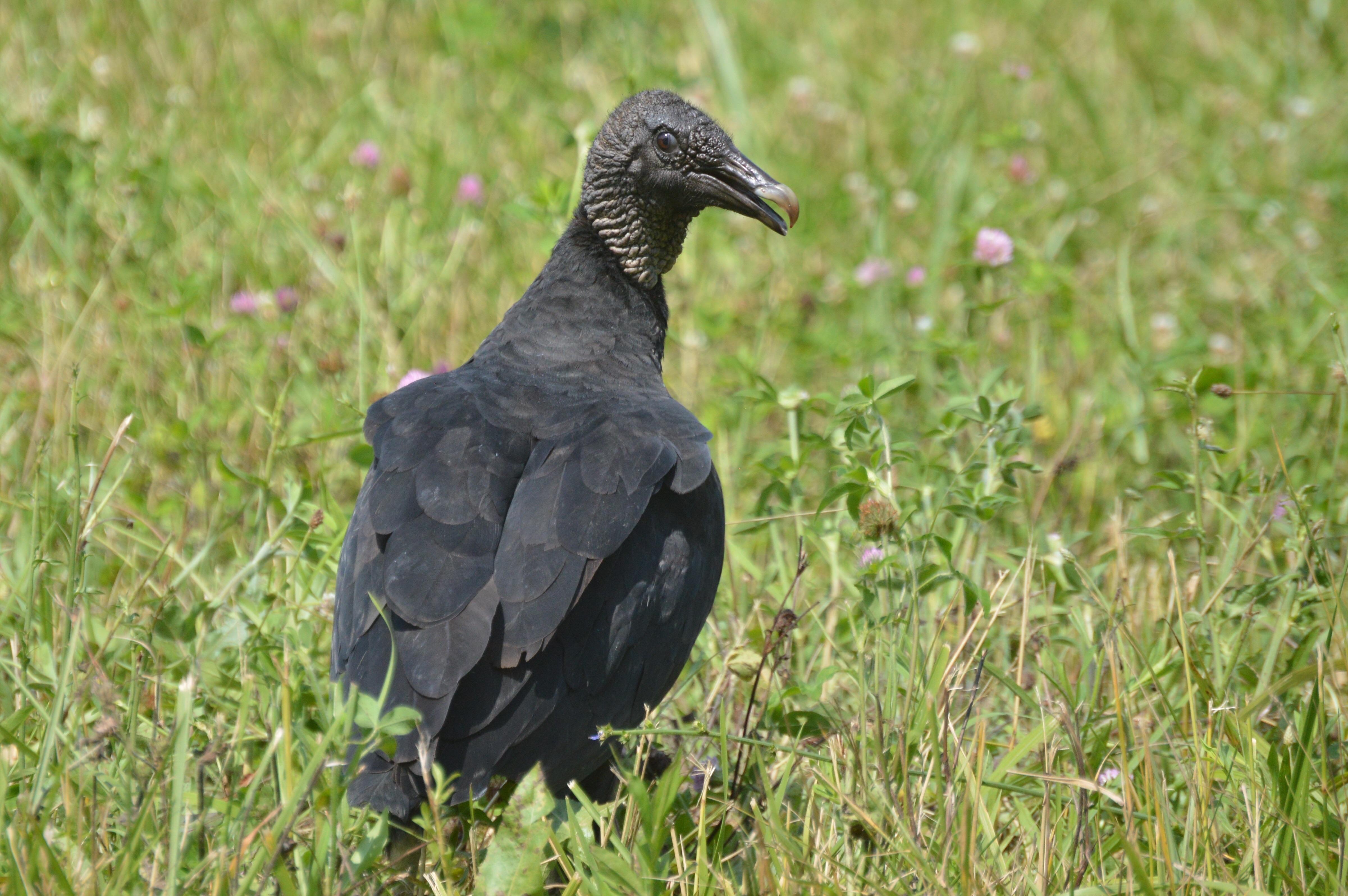 This Black Vulture was quite the looker (SW Ohio) r/birding