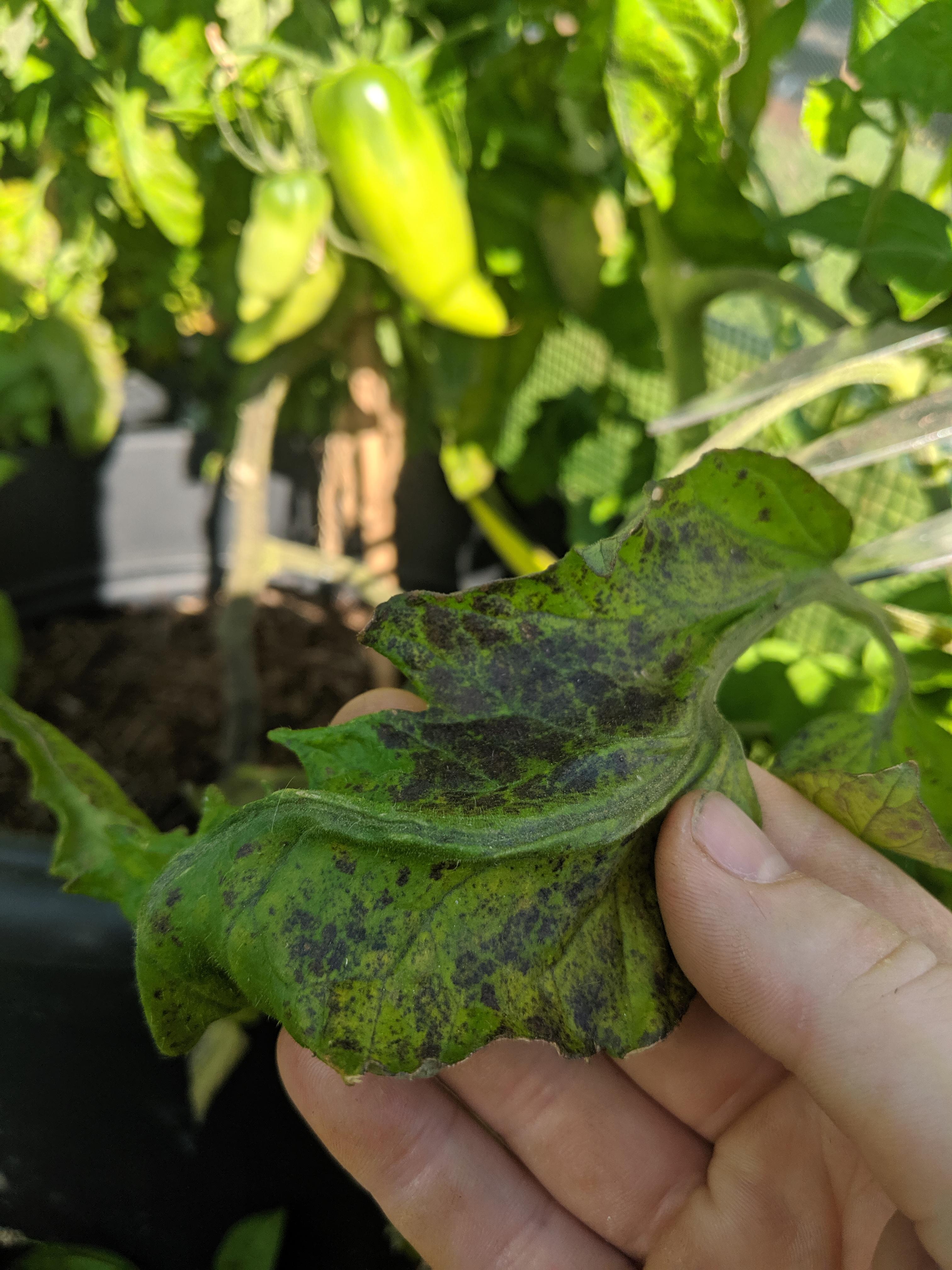 Any idea if this is a disease on my tomato plant? Could it be blight