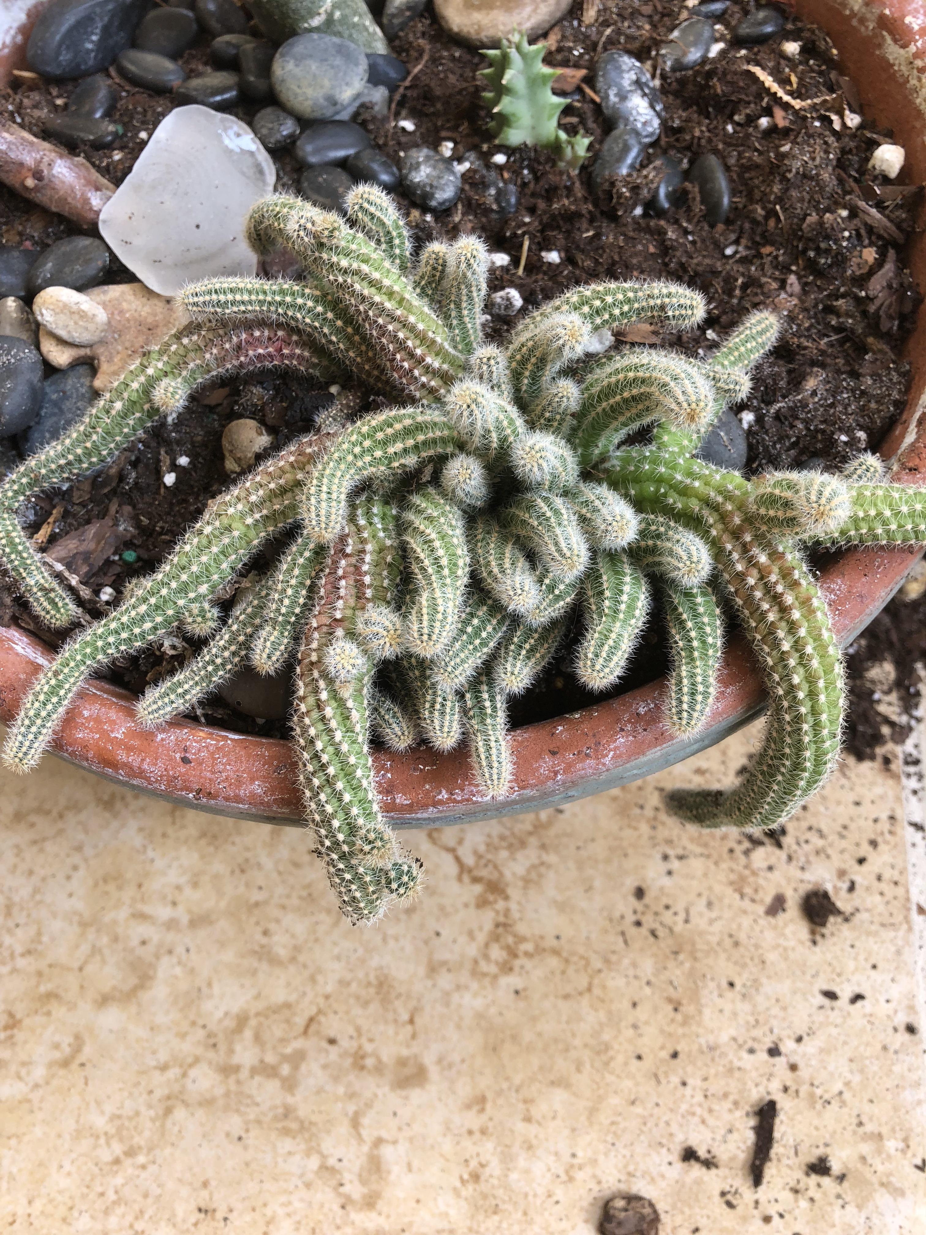 Why is my mom’s peanut cactus turning reddishbrown? r/succulents