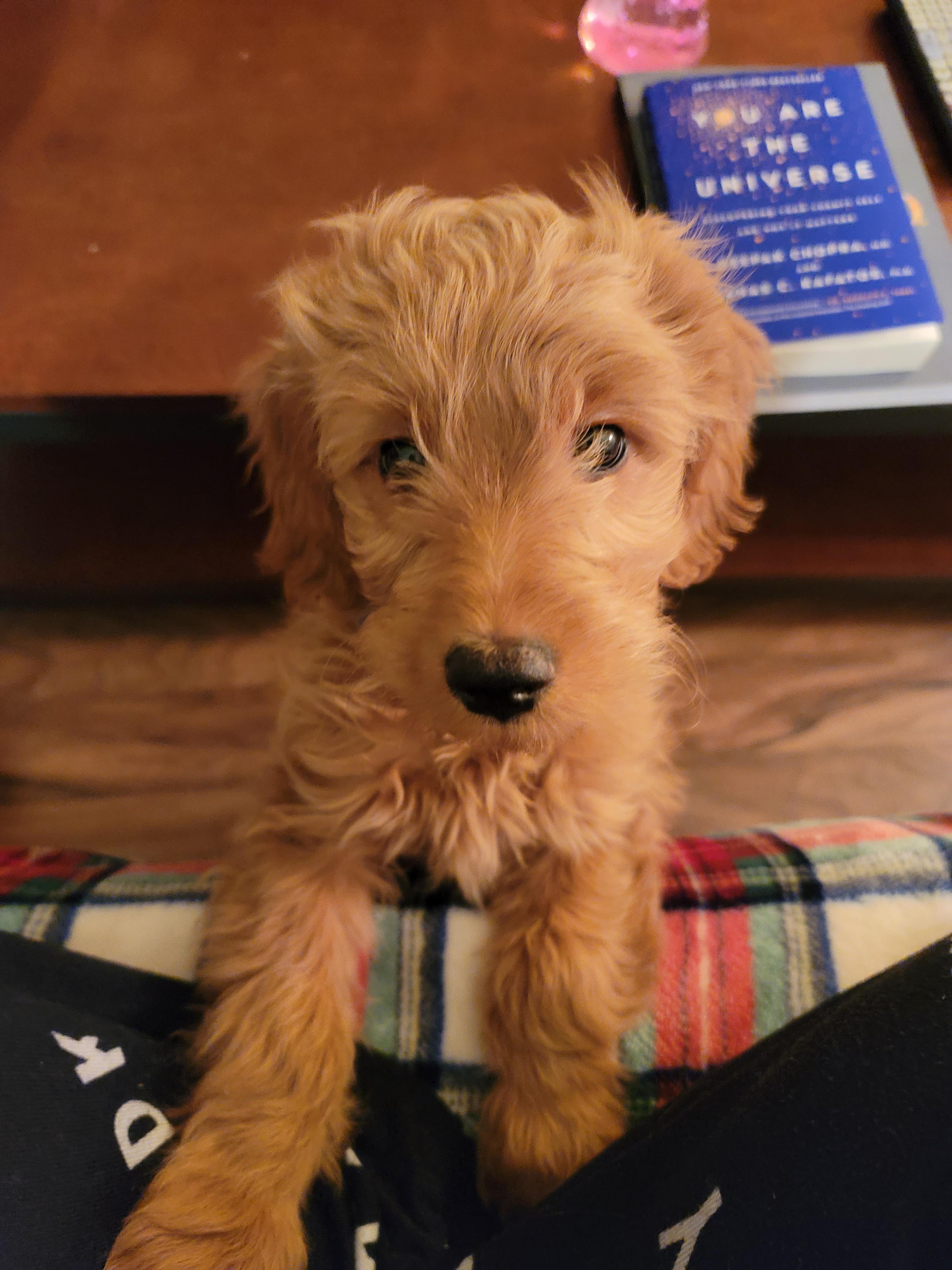 My 10 week old mini goldendoodle is growing hair in front of his eyes