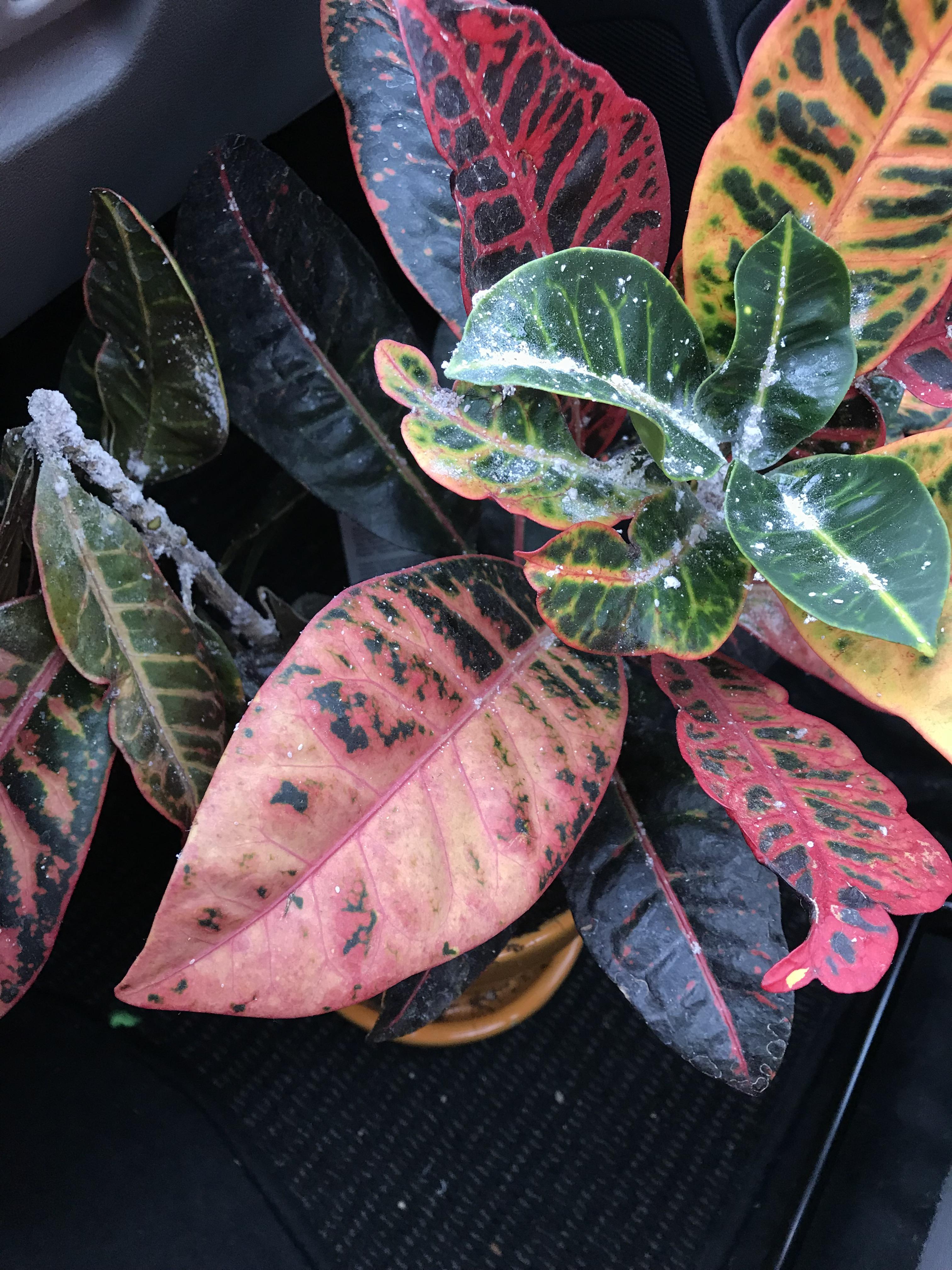 Is my croton doomed? When I bought it in October it had white spots on