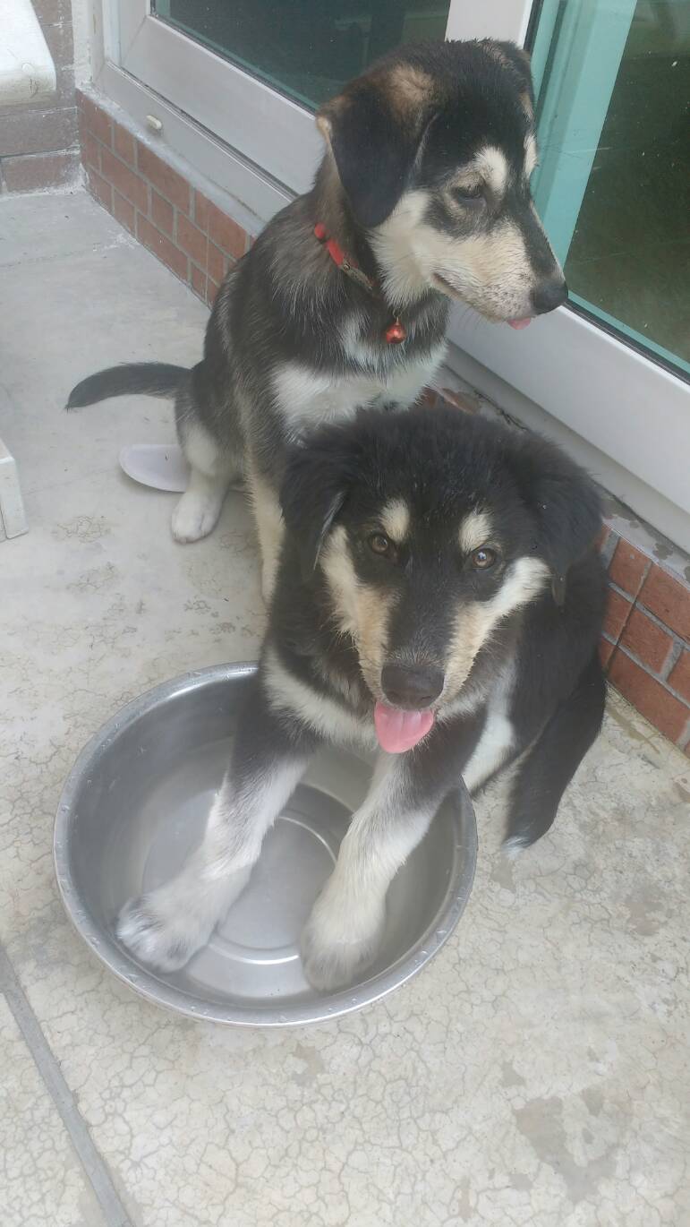 Meet my golden retriever husky mix boys, Brownie and