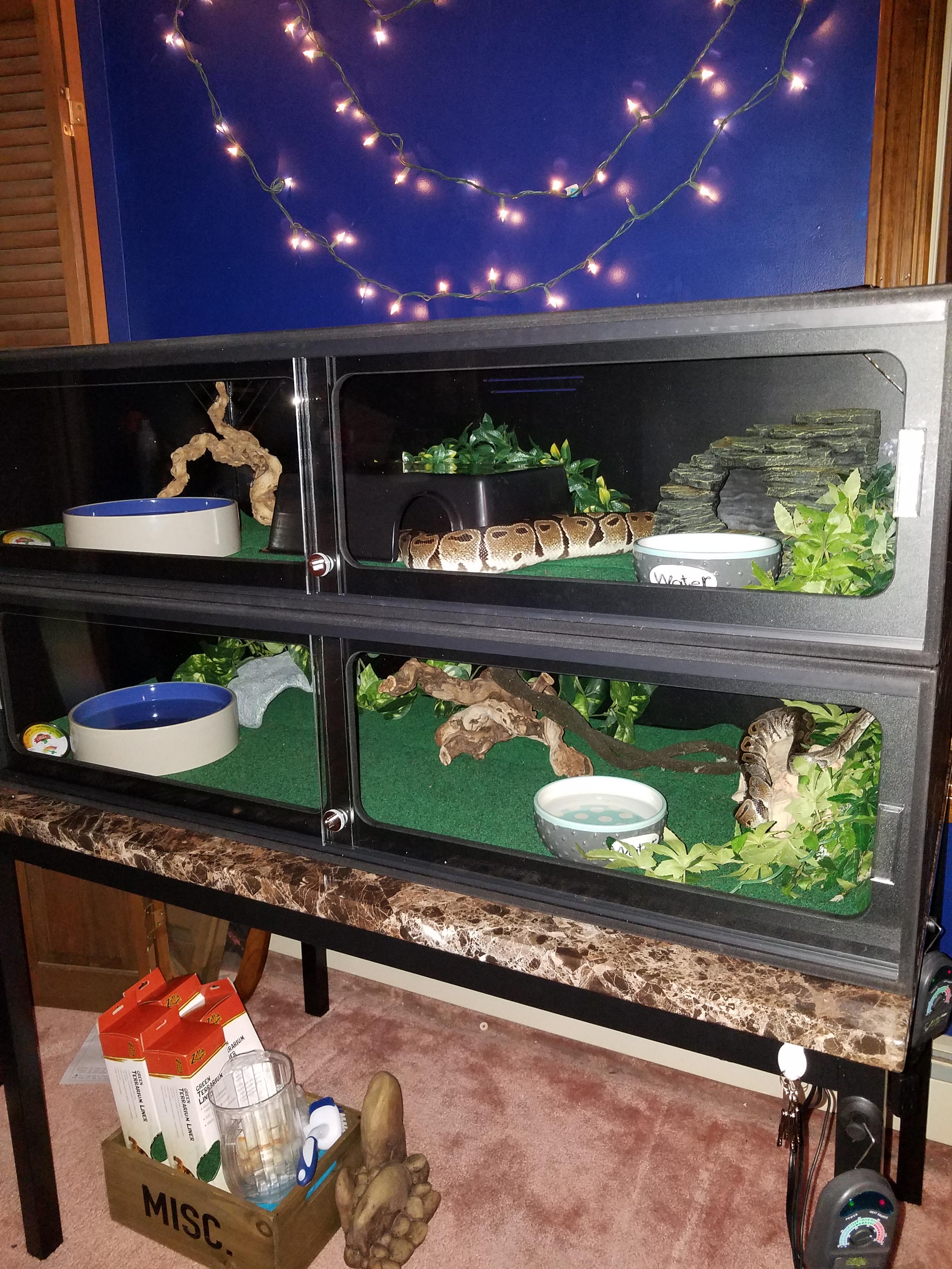 [Advice] hey everyone! What do you prefer for BP substrate in animal plastics terrariums