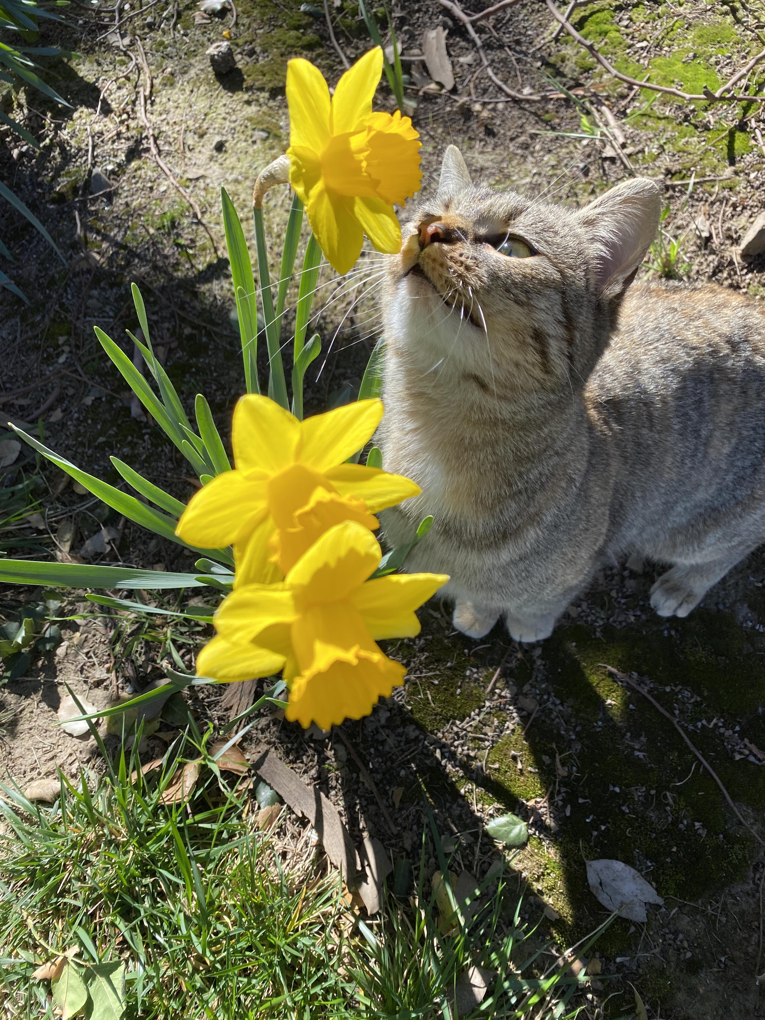 Kitty enjoying daffodils r/aww