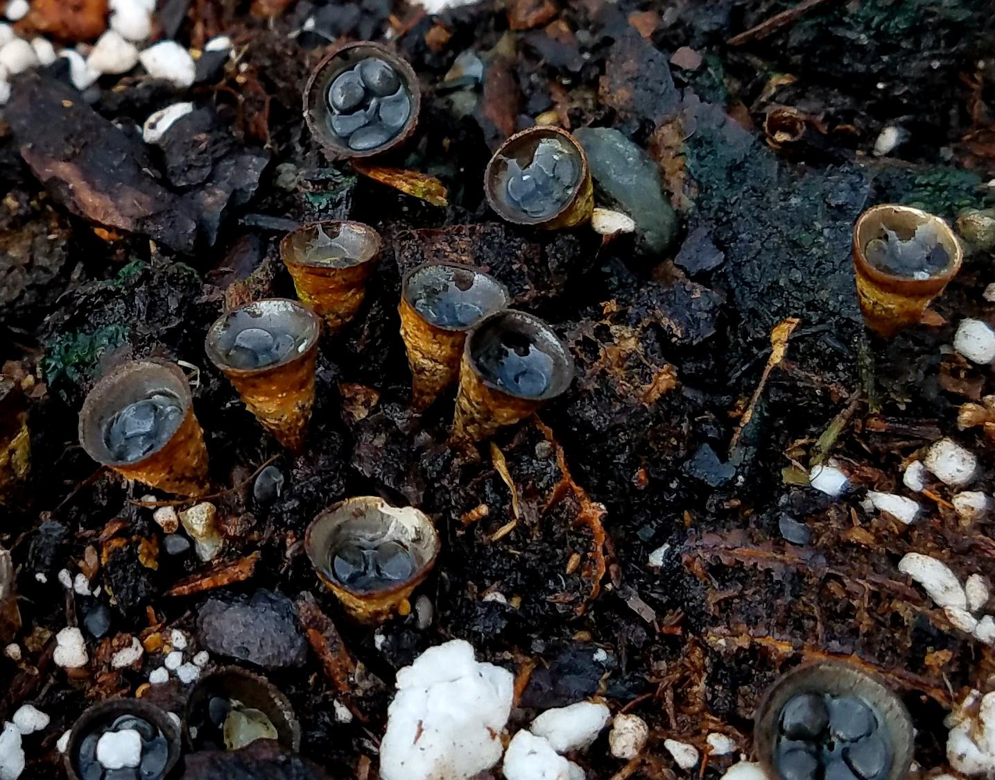 Ping!..Artillery fungus [OC] [1435x1125] r/BotanicalPorn