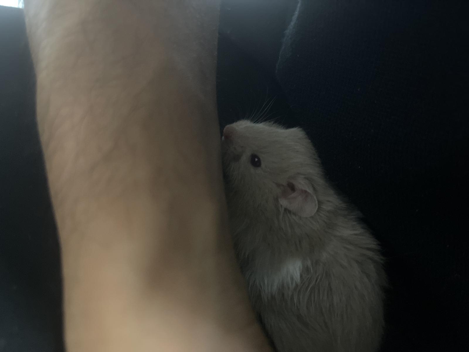 Is this normal? r/hamsters