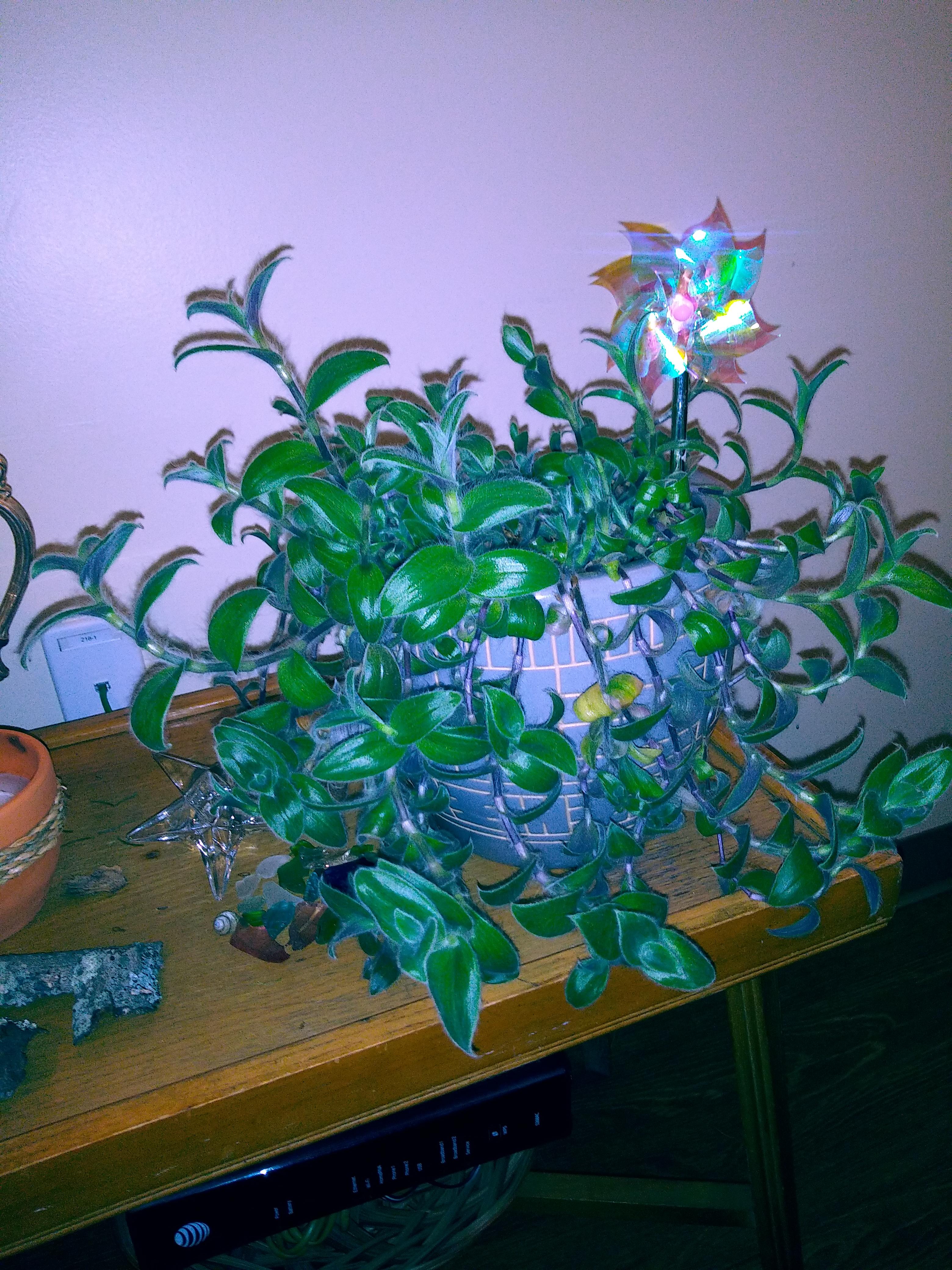 My kitten ear plant. Its fuzzy and its been with me a while ) r