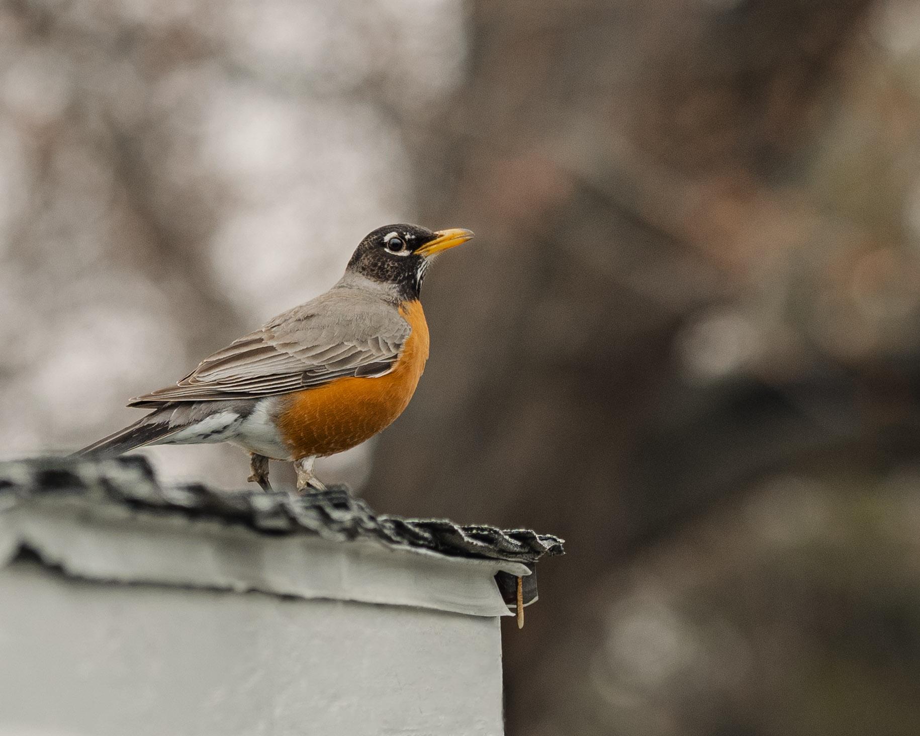 American Robin looking magestic Massachusetts r/birding