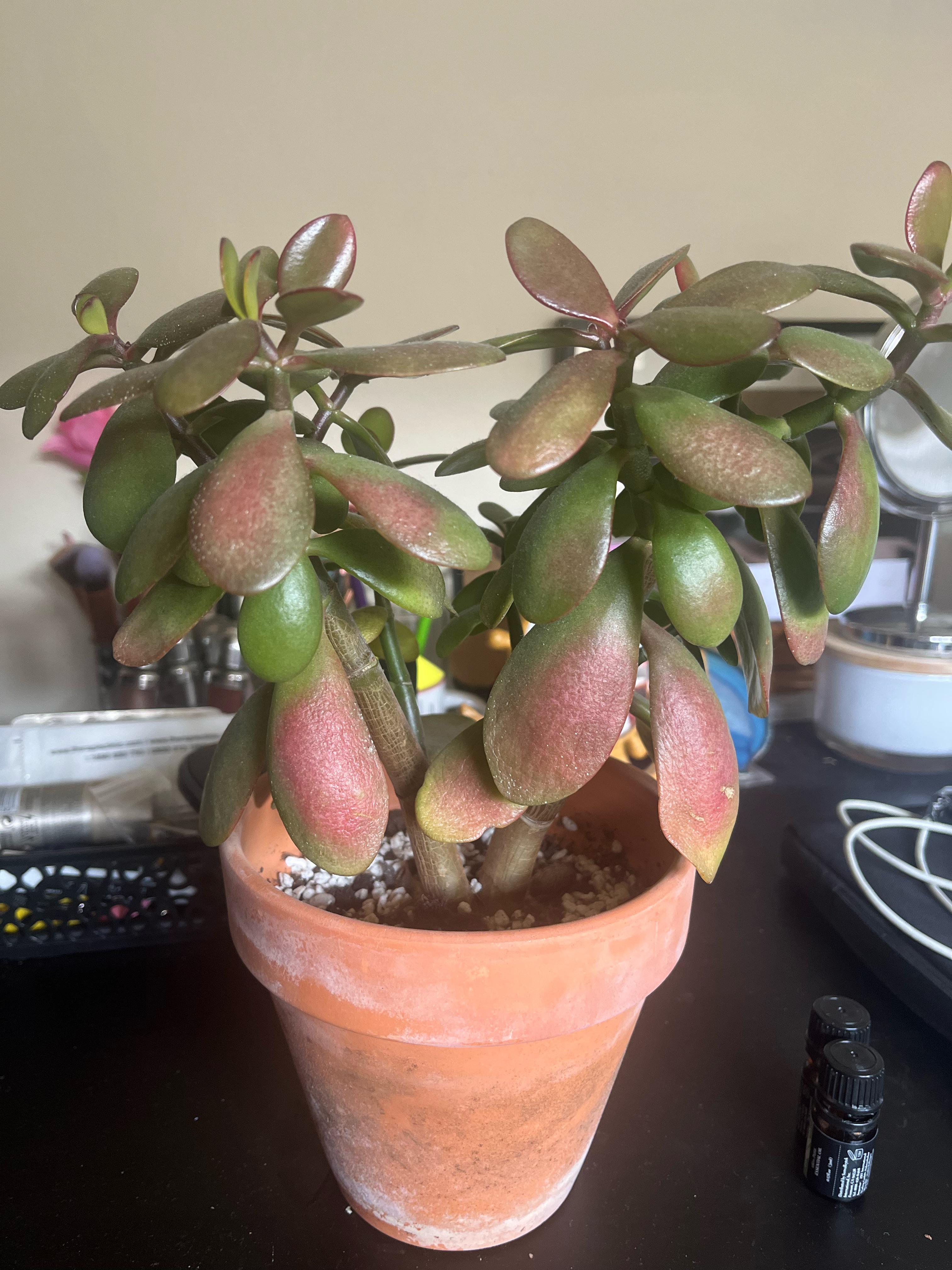 Help red wrinkly jade plant r/succulents