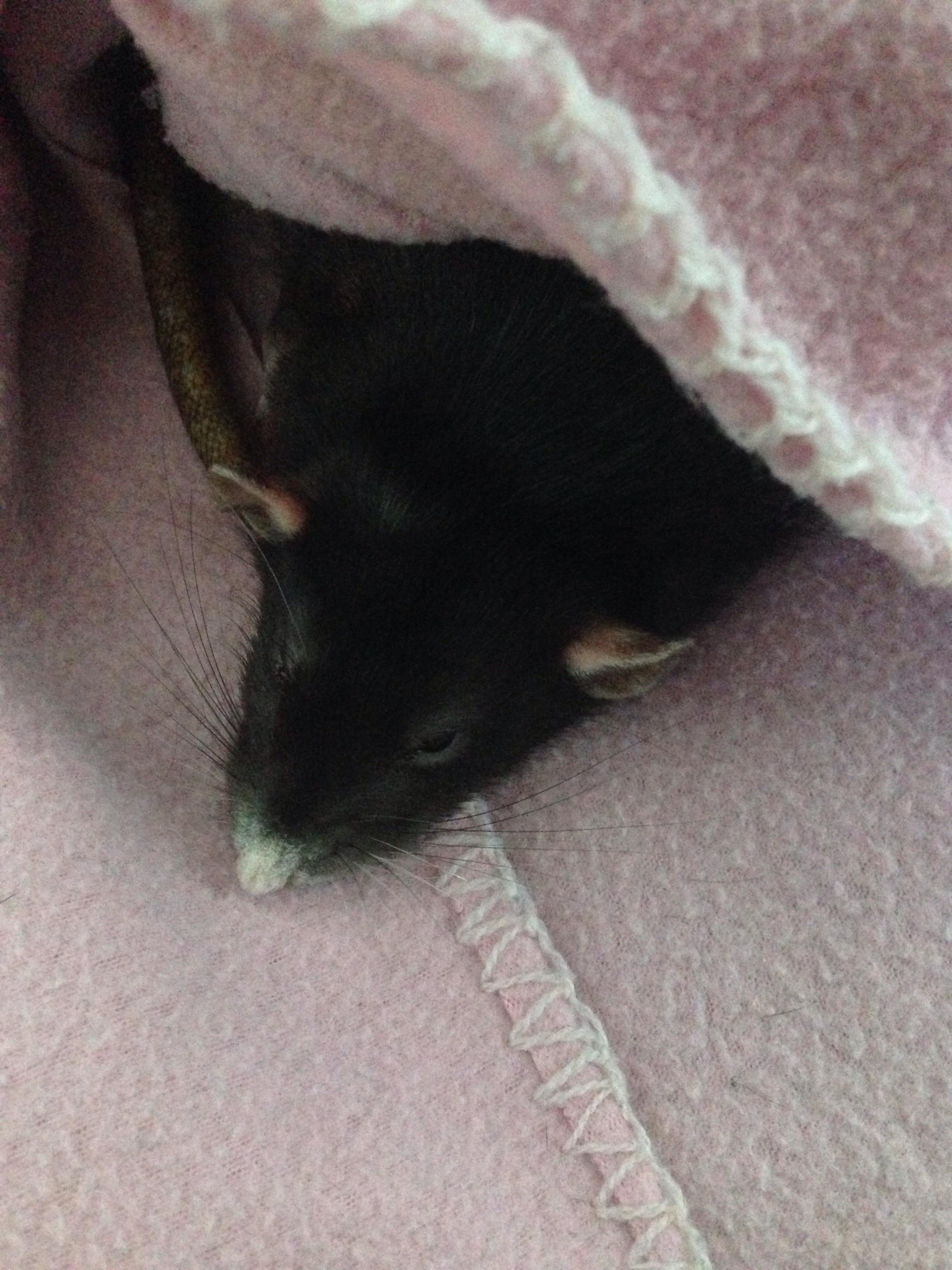 My rat Sam got tired and went to sleep under her favorite blanket r/RATS