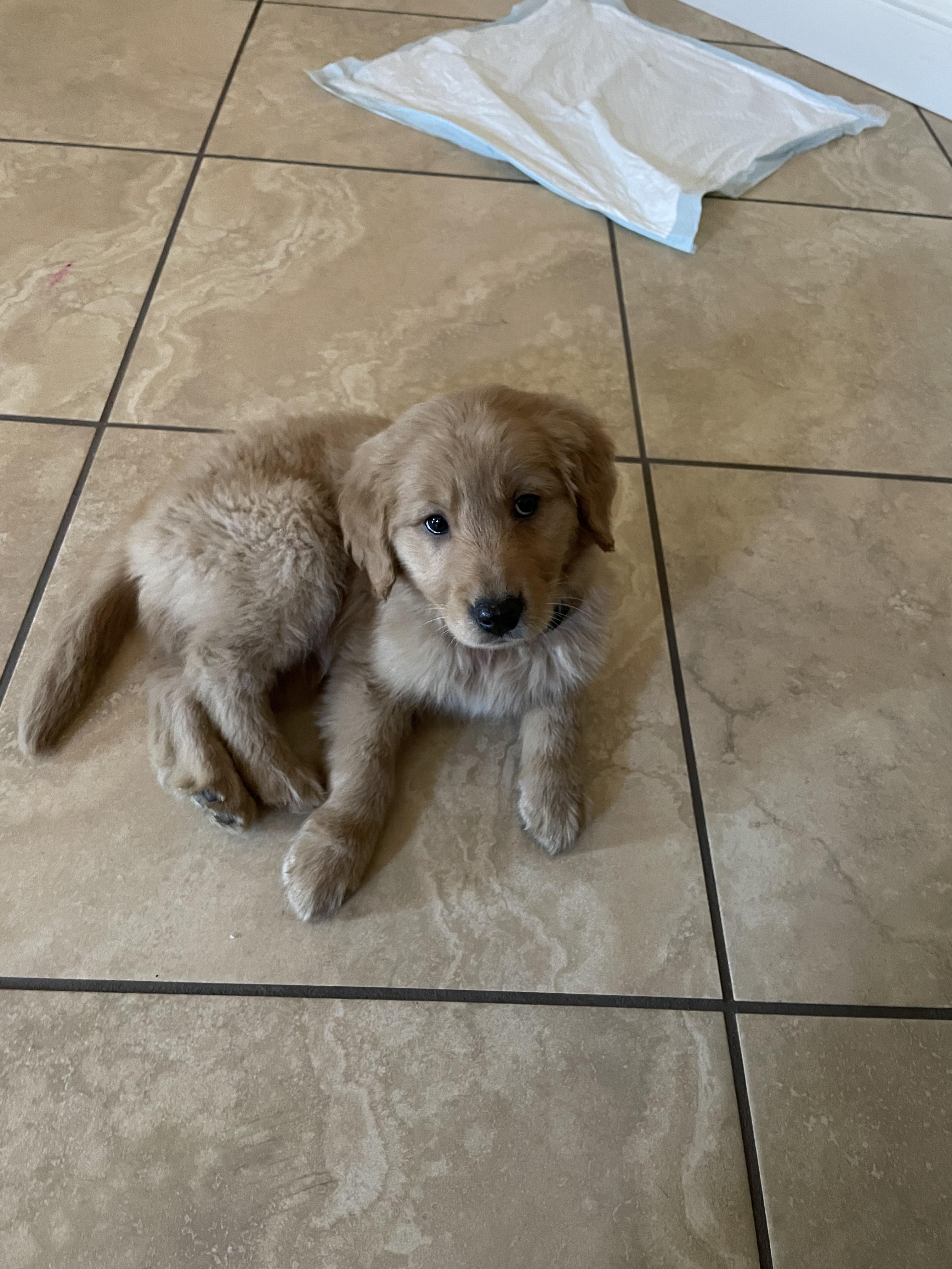 How do I effectively potty train my 8 week old Golden Retriever? r