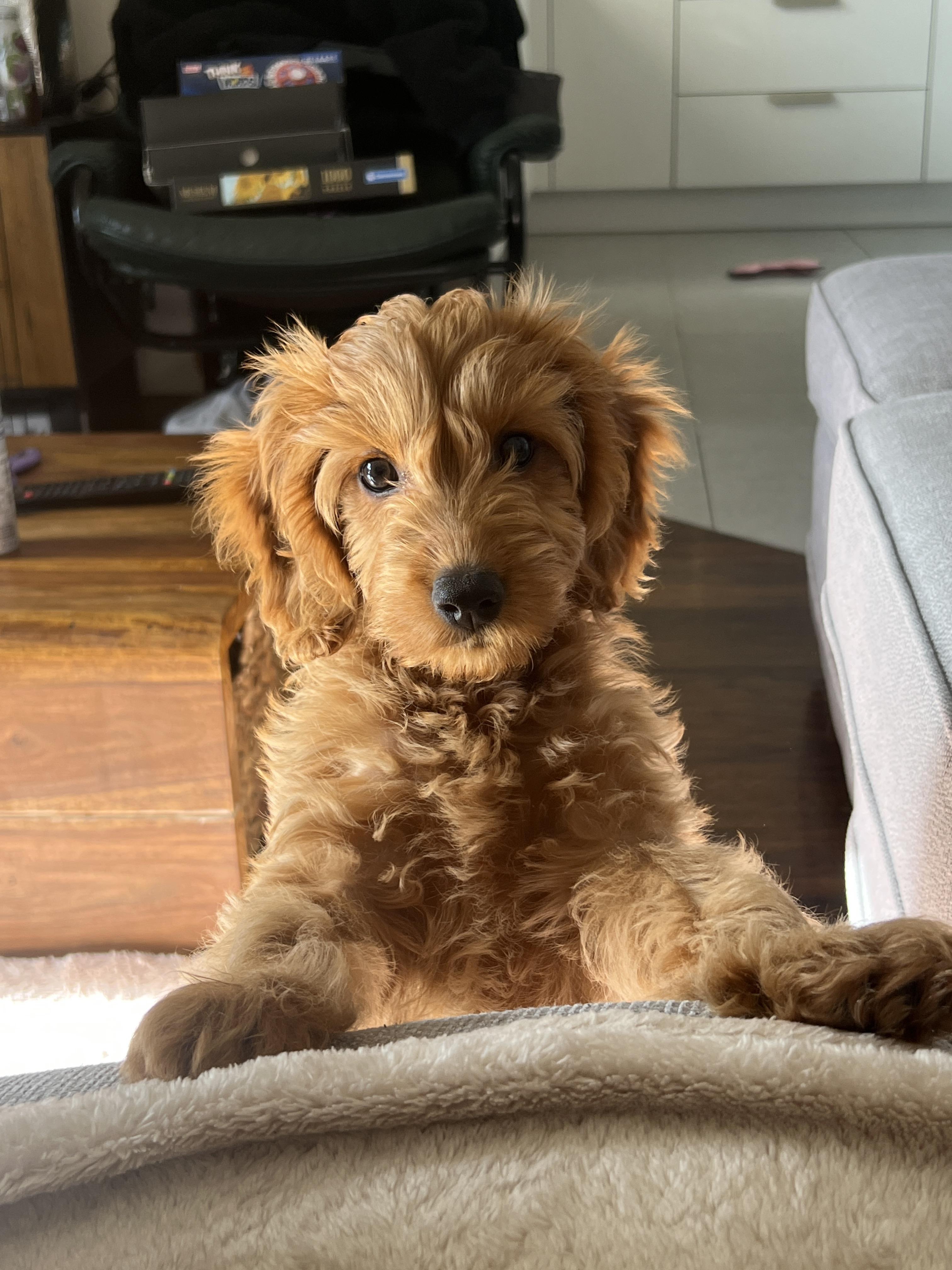 goldendoodle or cockapoo? r/Goldendoodles