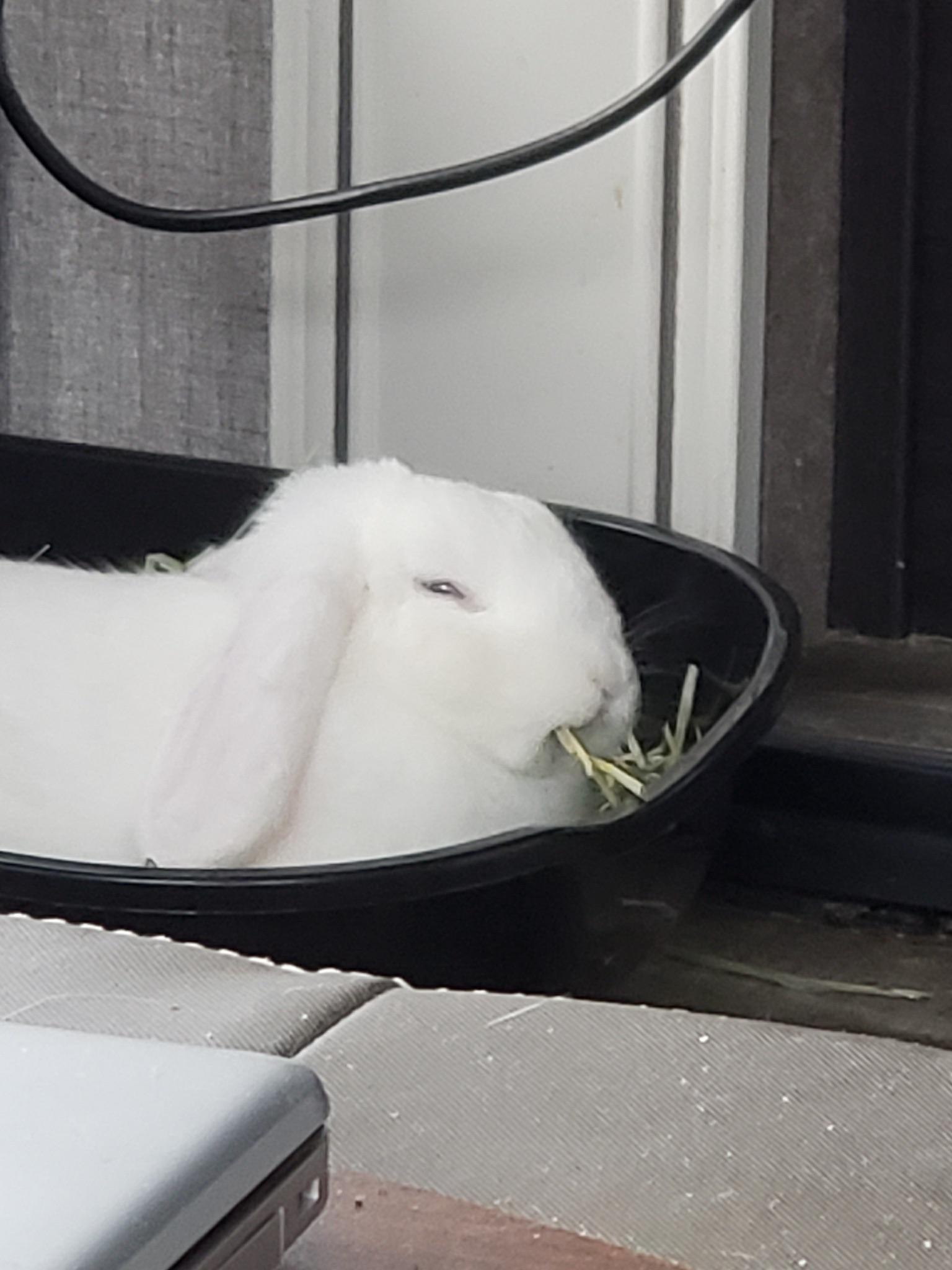 bruh… you good? sleeping in his litter box while eating hay… such a