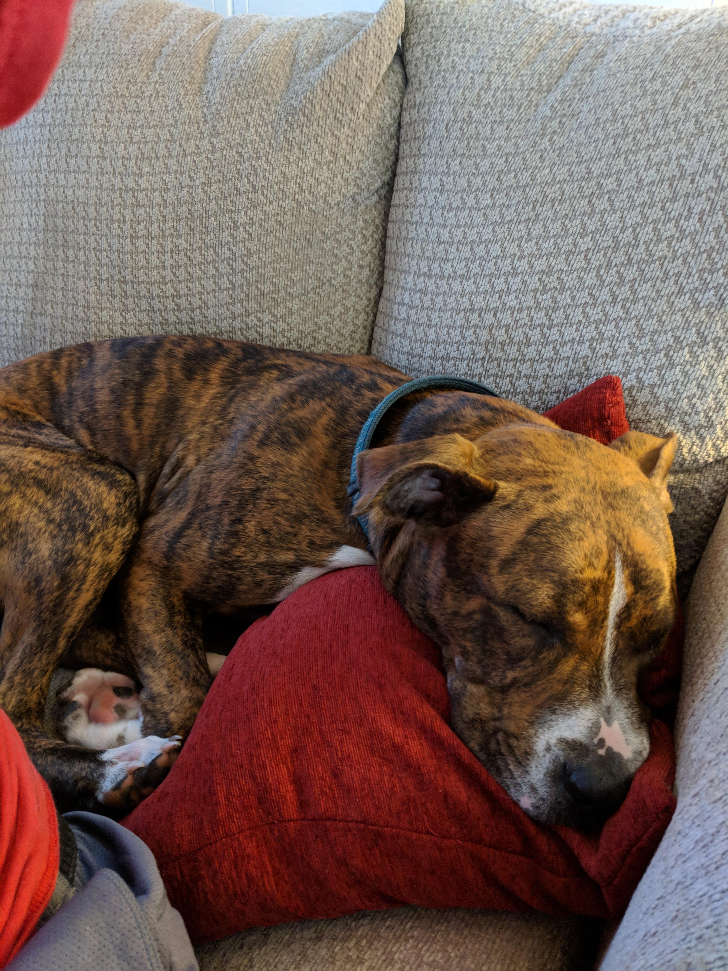 I love the way my pibble uses the pillow to get comfy! r/pitbulls