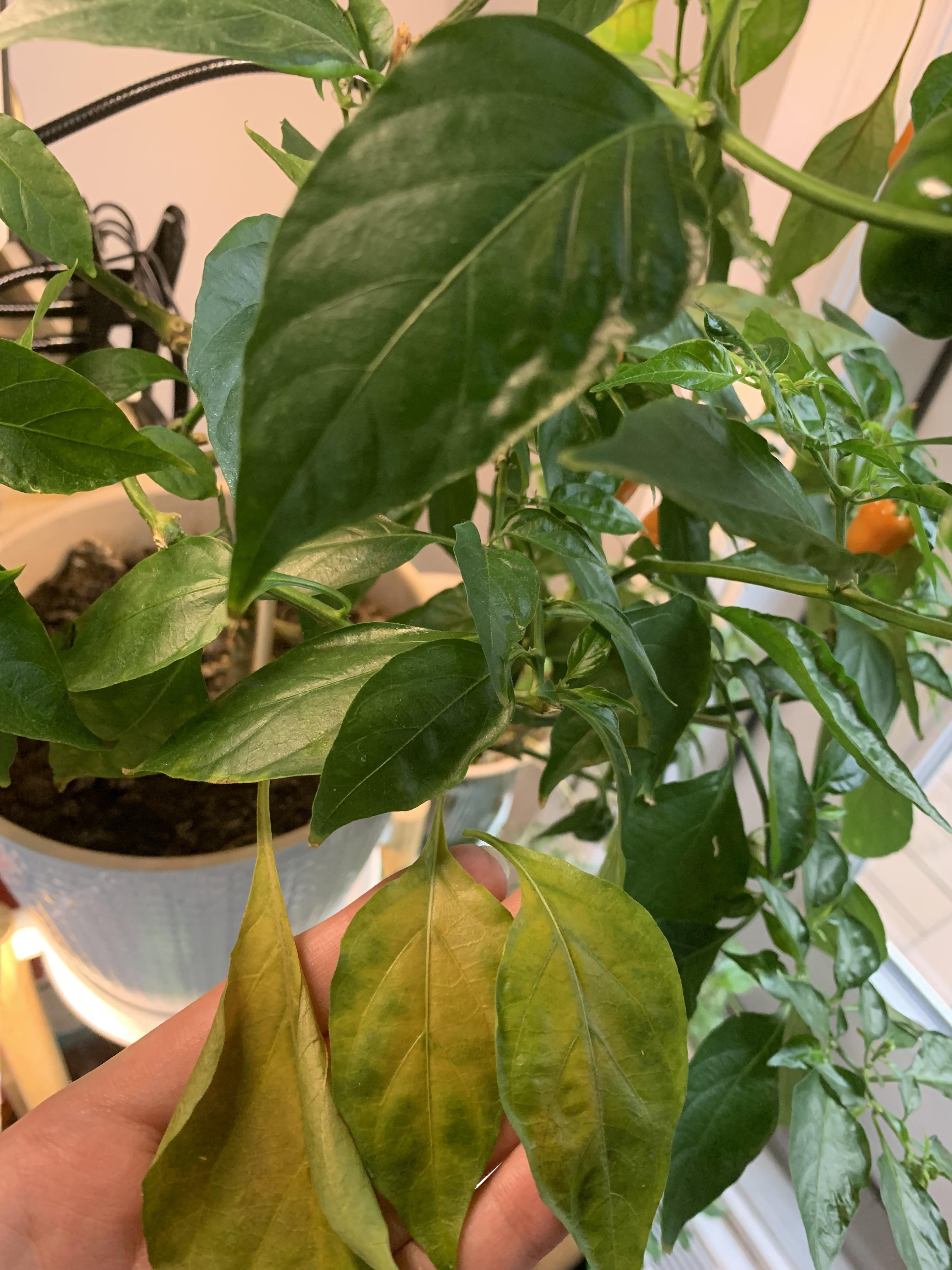 Yellowing leaves falling off my habanero, any help on what this could