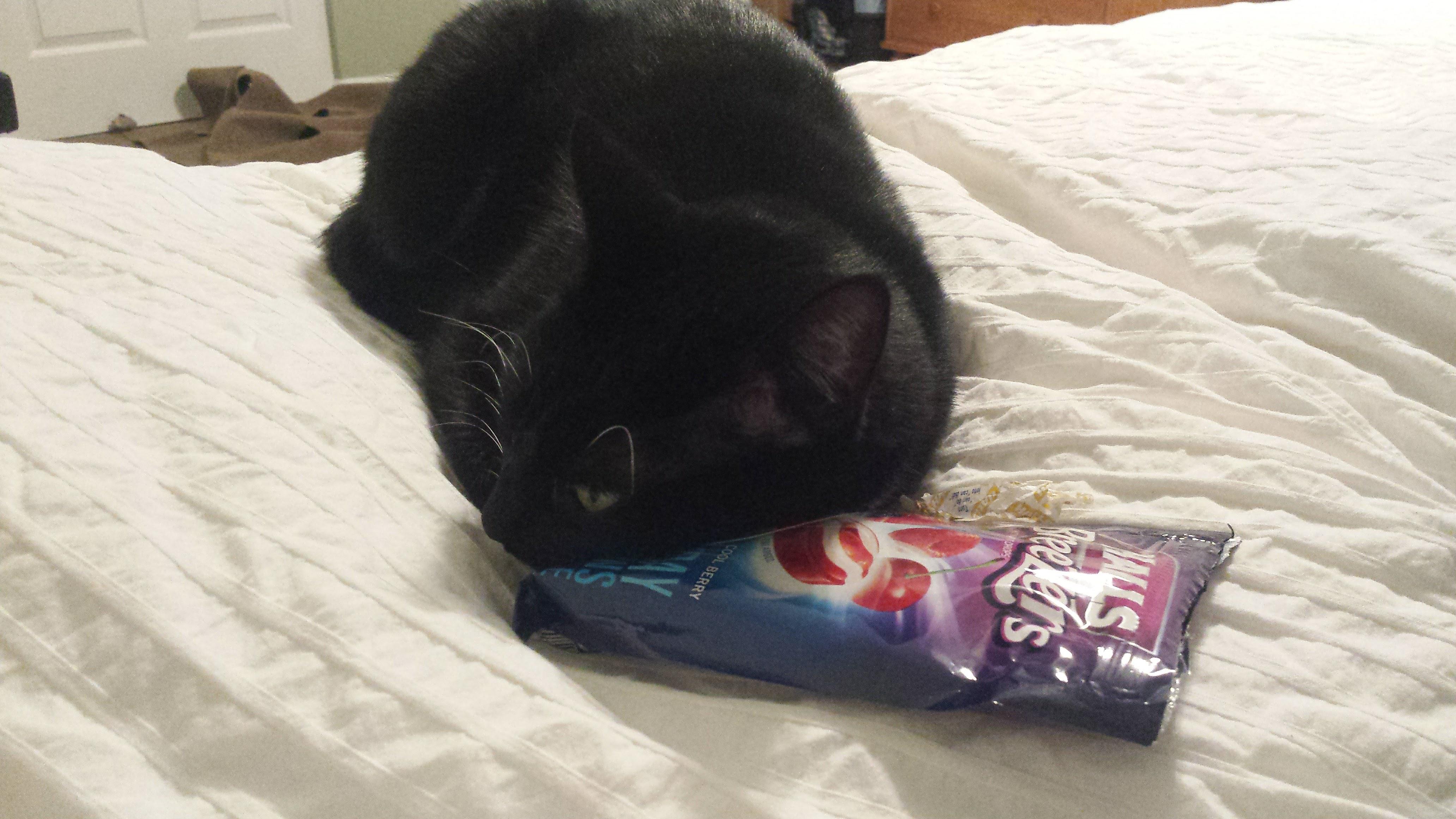 She thinks cough drops make a nice pillow r/WhatsWrongWithYourCat