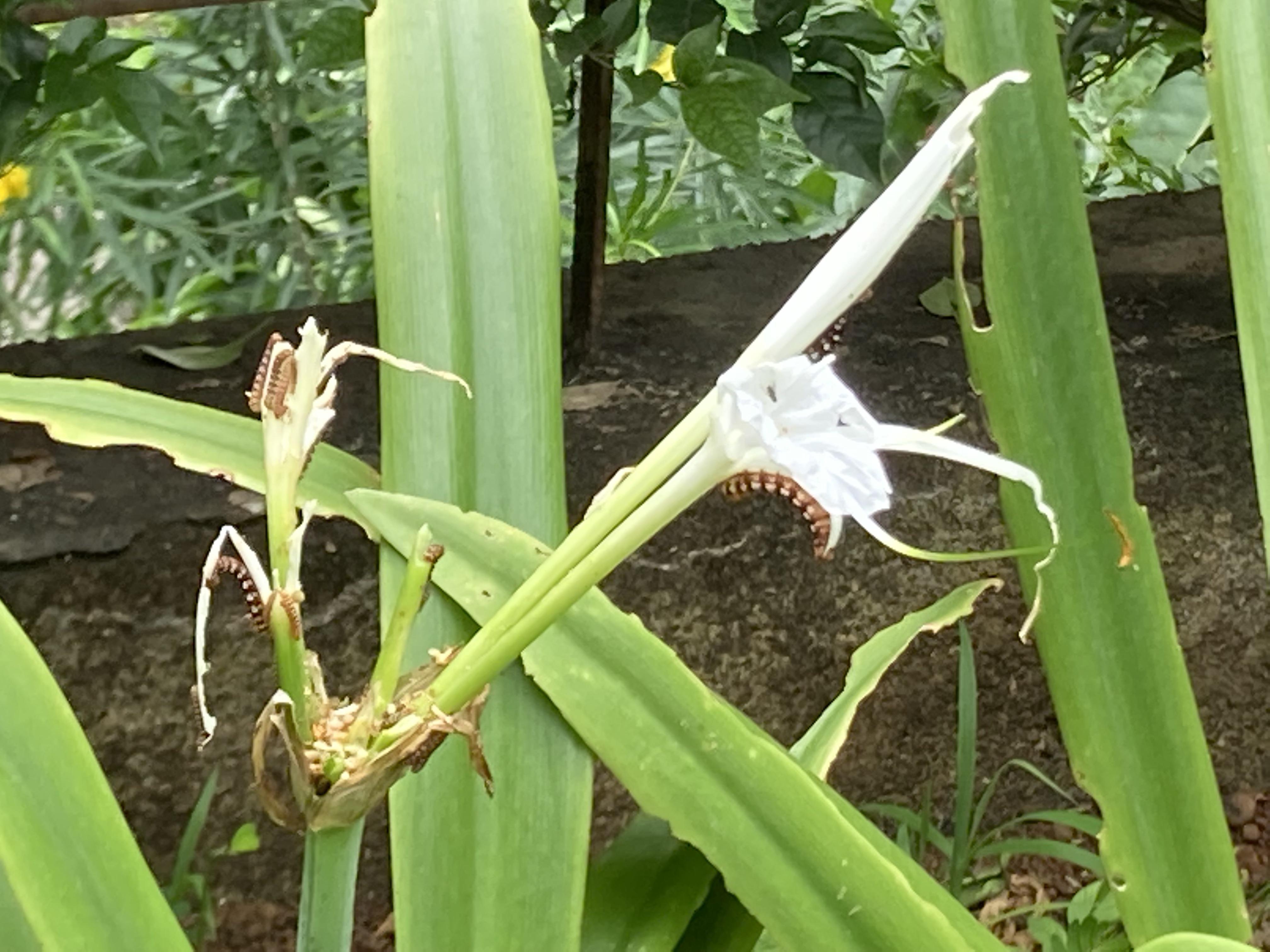 Found these caterpillars on spider lily flowers r/whatsthisbug
