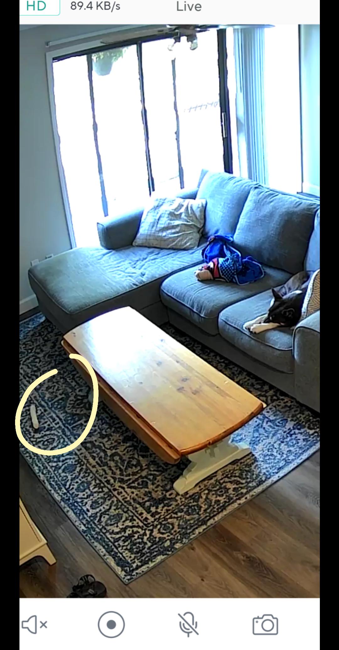 What does the rawhide mean? (I now know he shouldn't eat it, he ignores