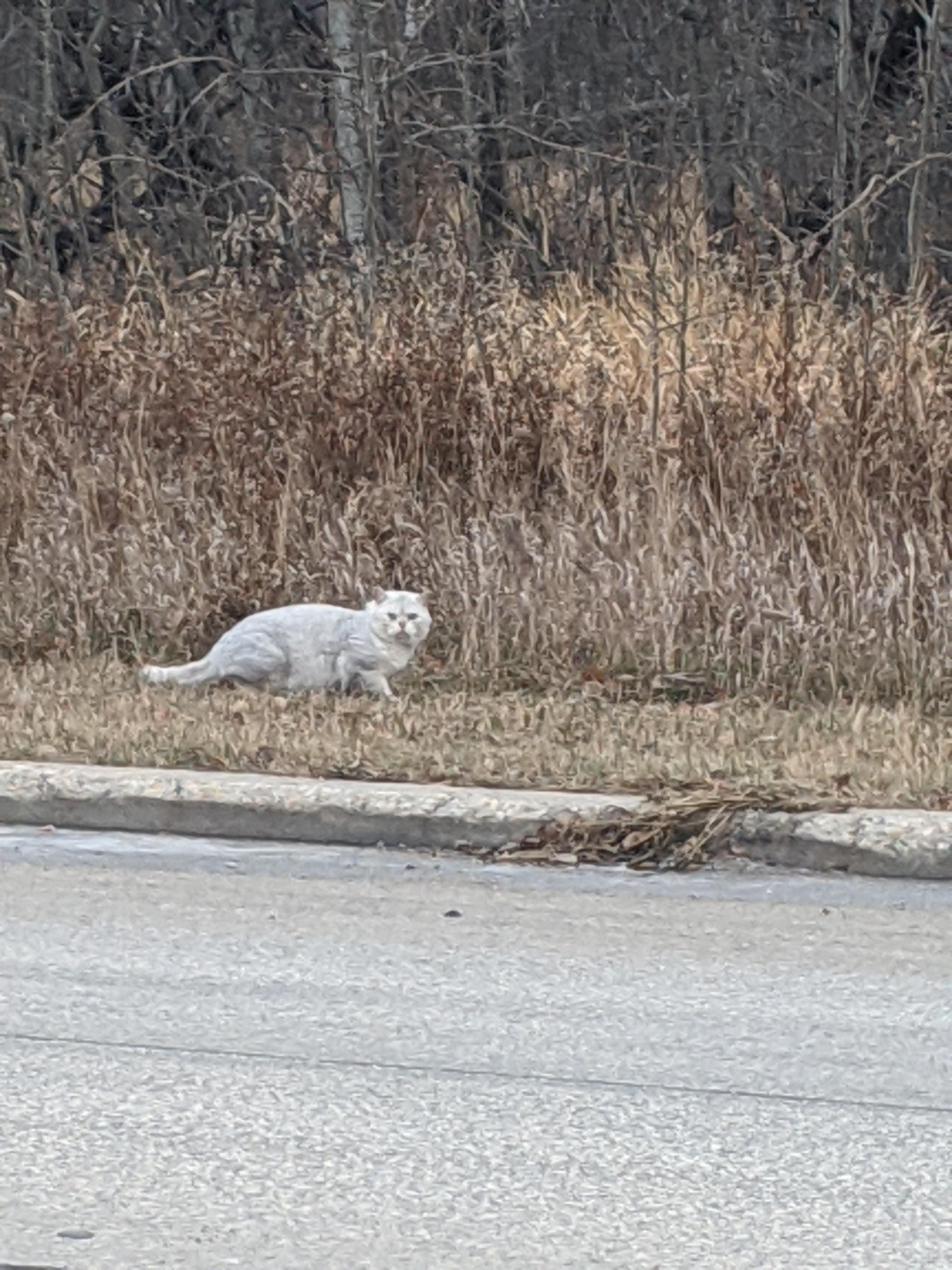 Anyone missing a cat? Spotted at Moray and Saskatchewan Ave. Ran into