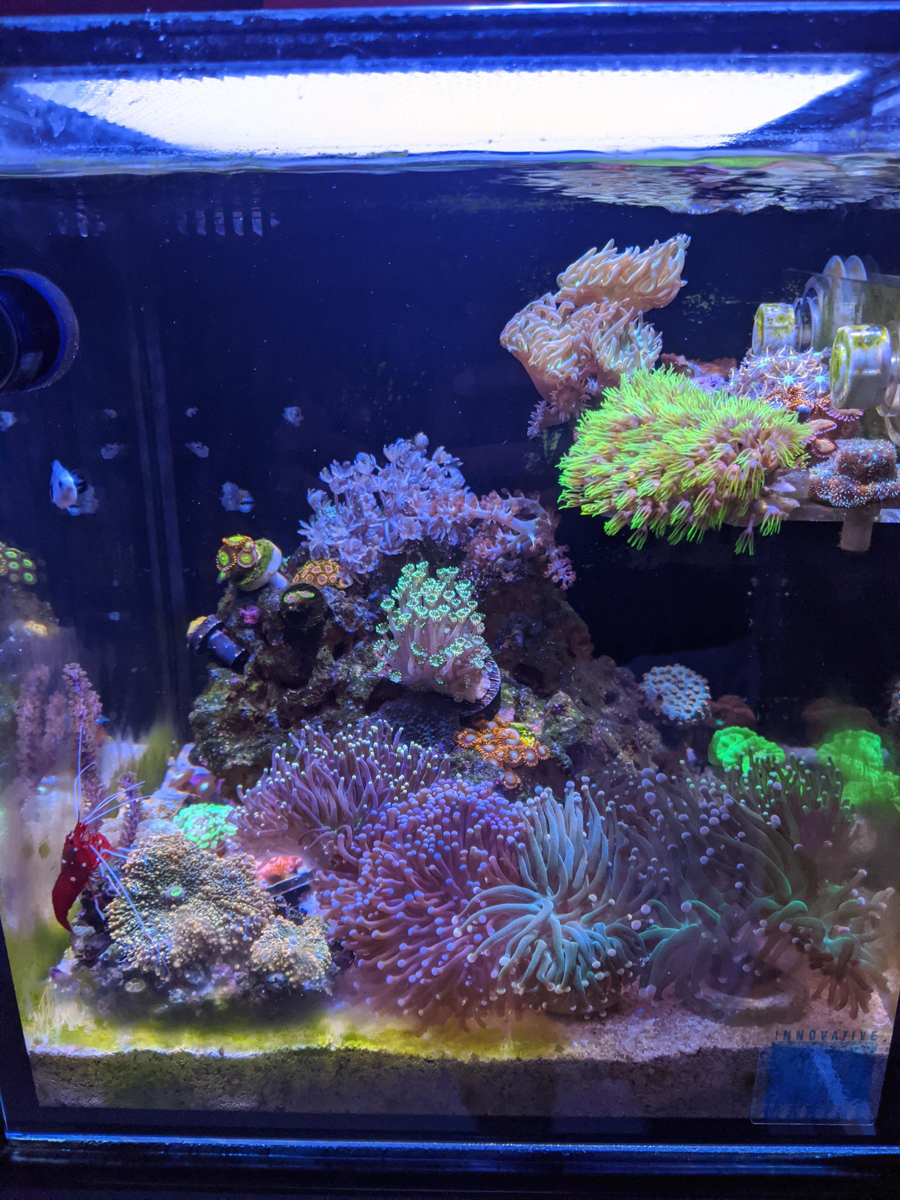 10g skimmer less tank r/ReefTank