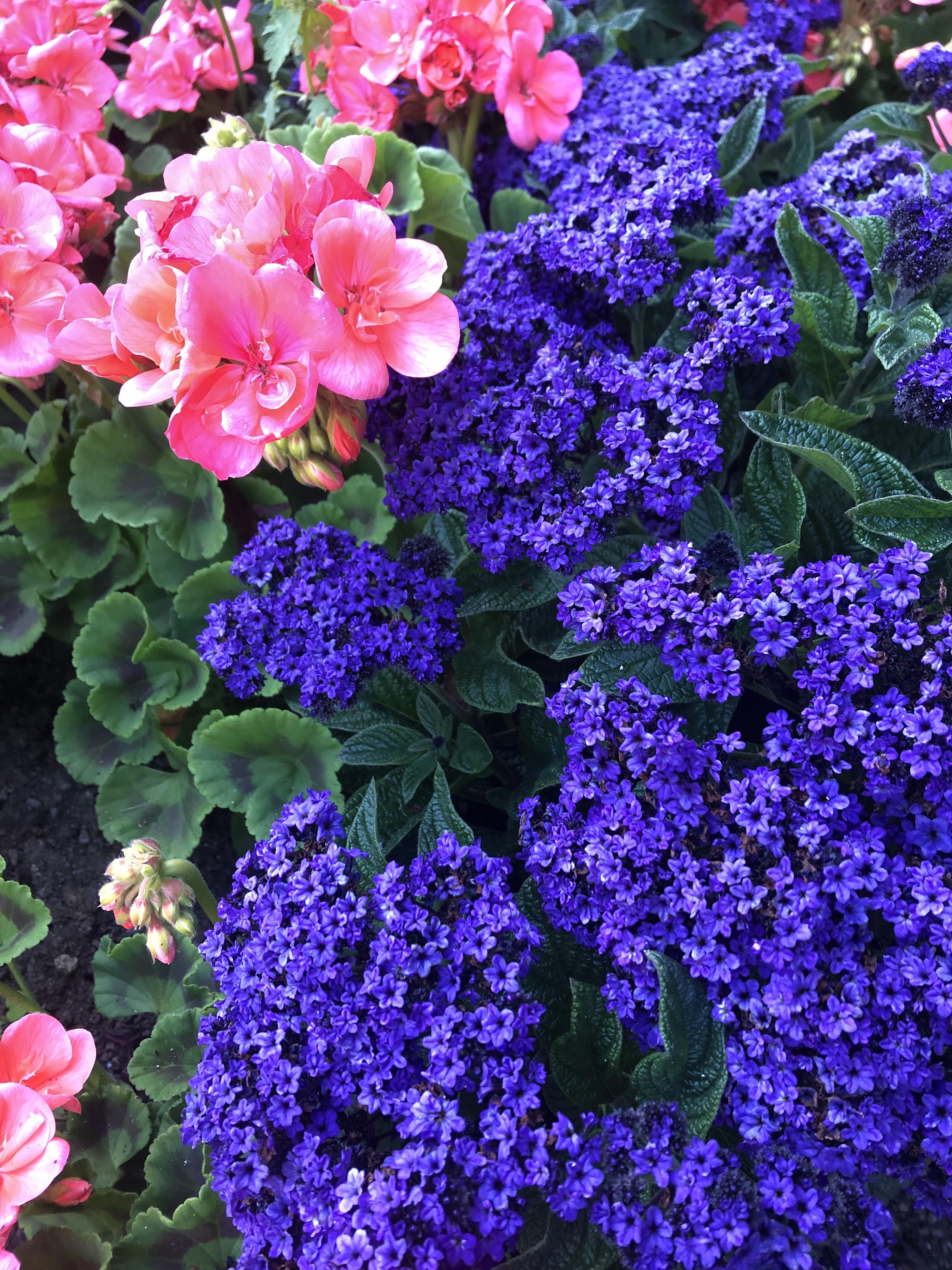 The purple flowers smell almost like vanilla! What are they? (In a