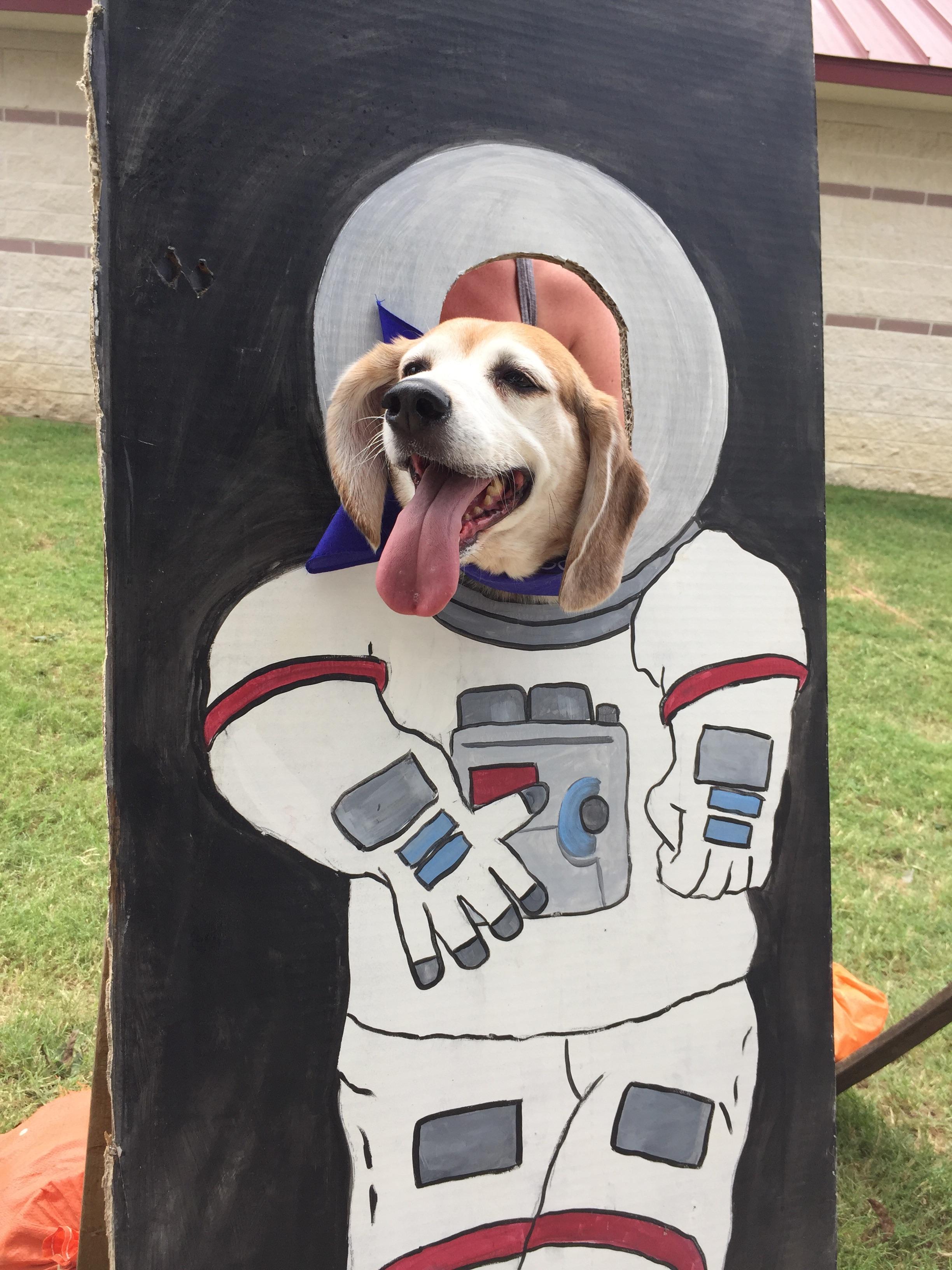 Are Beagles The Dumbest Dogs