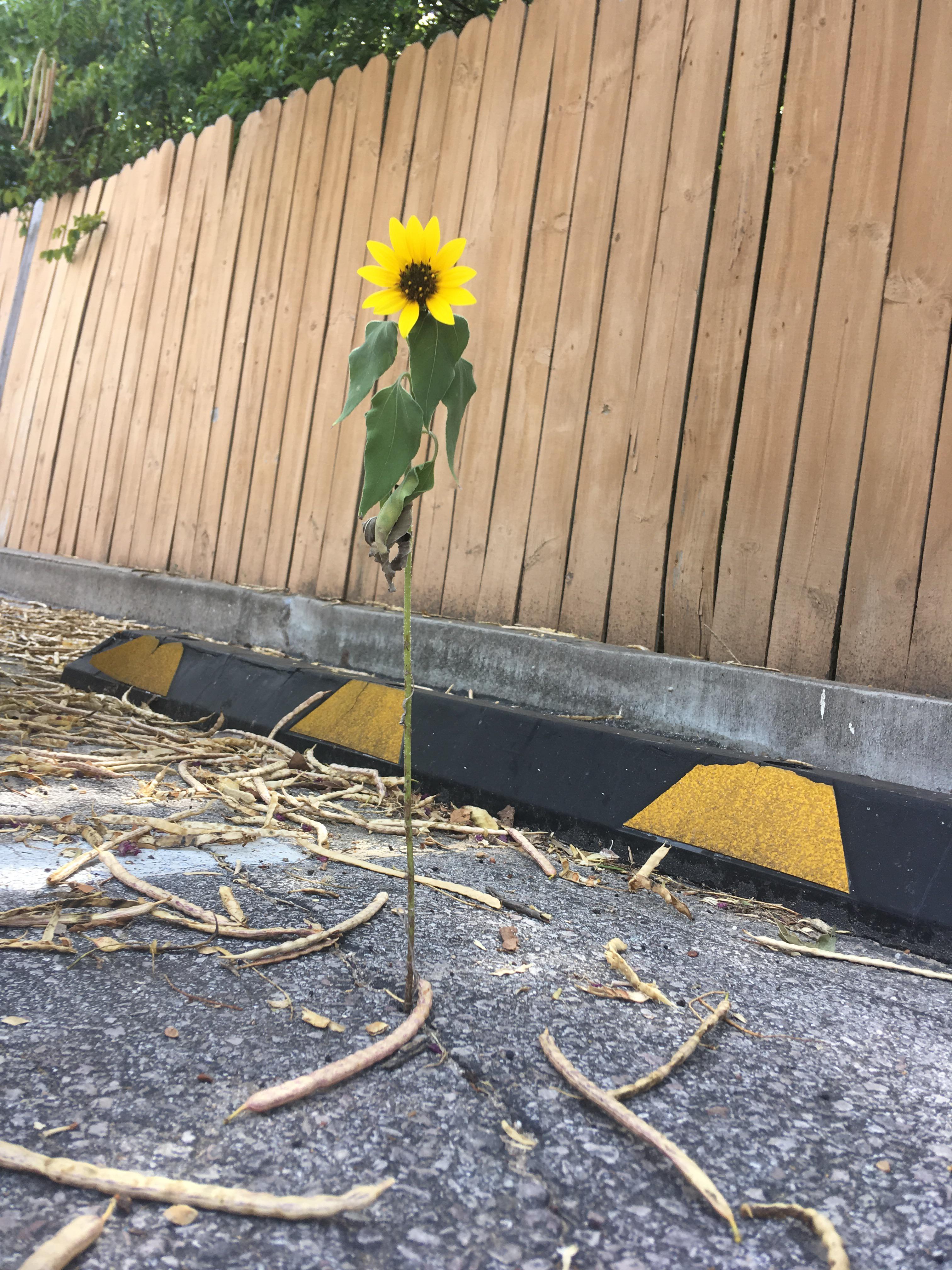 Sunflower blooms through concrete parking lot in Austin Texas r