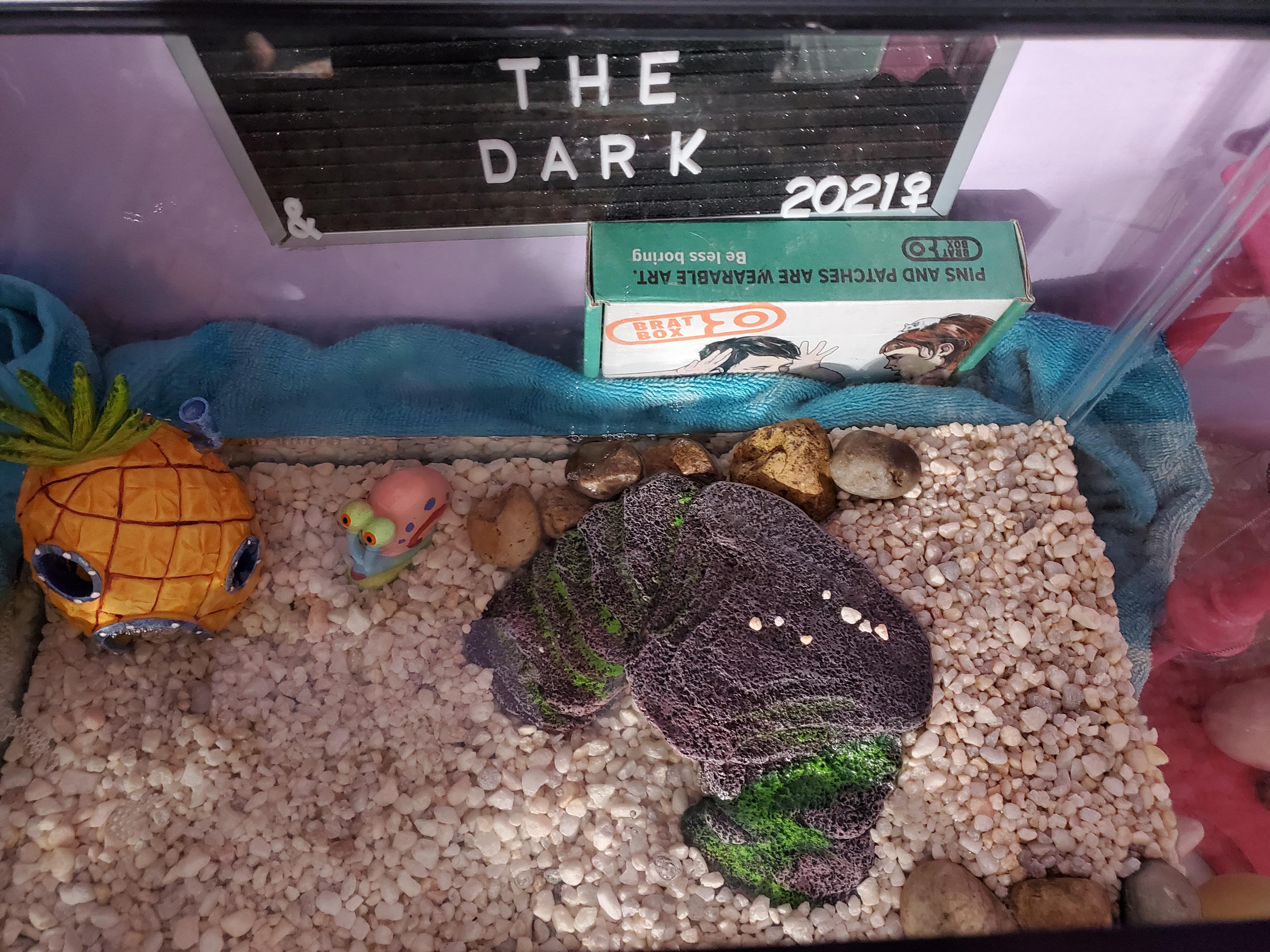 Our little bullfrog tadpole is growing limbs, so we are adapting his tank to match. What