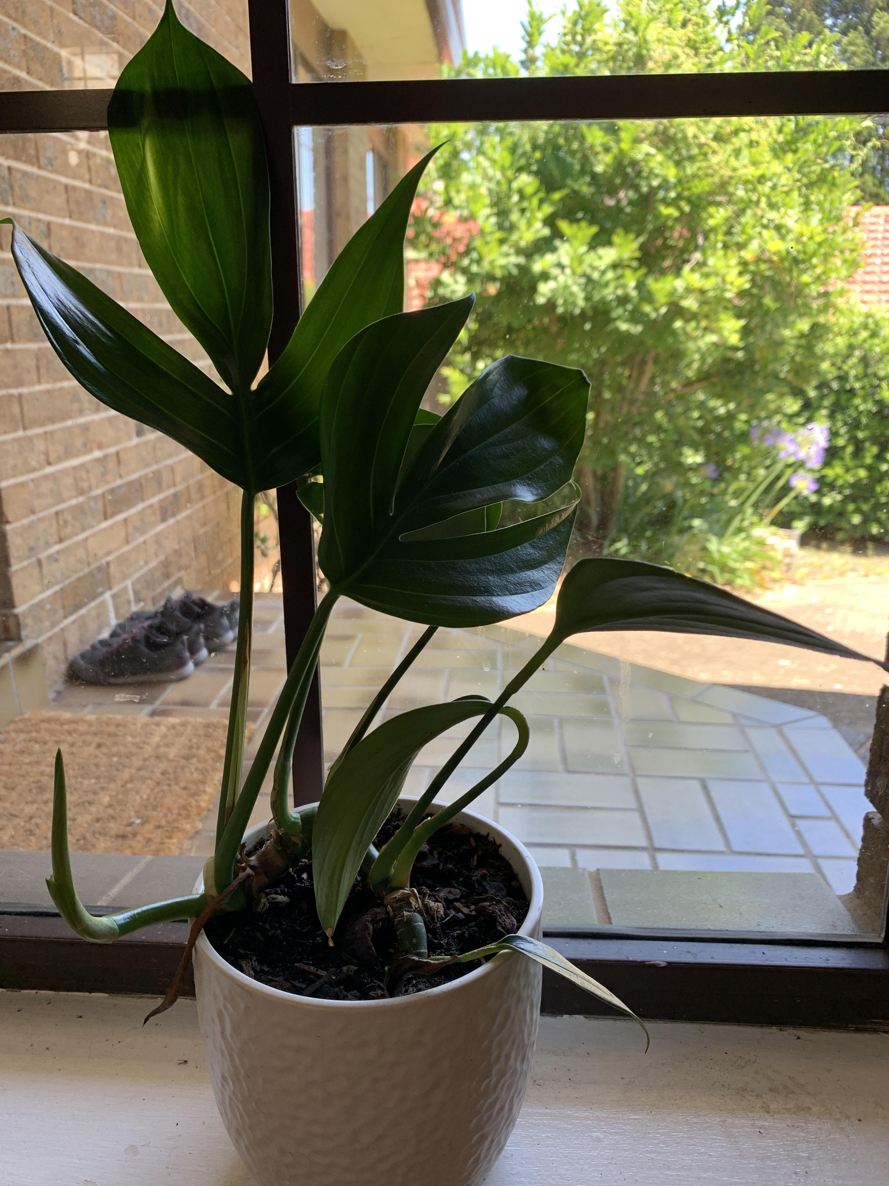 I purchased this as an “indoor plant” from Bunnings. Can anyone tell me