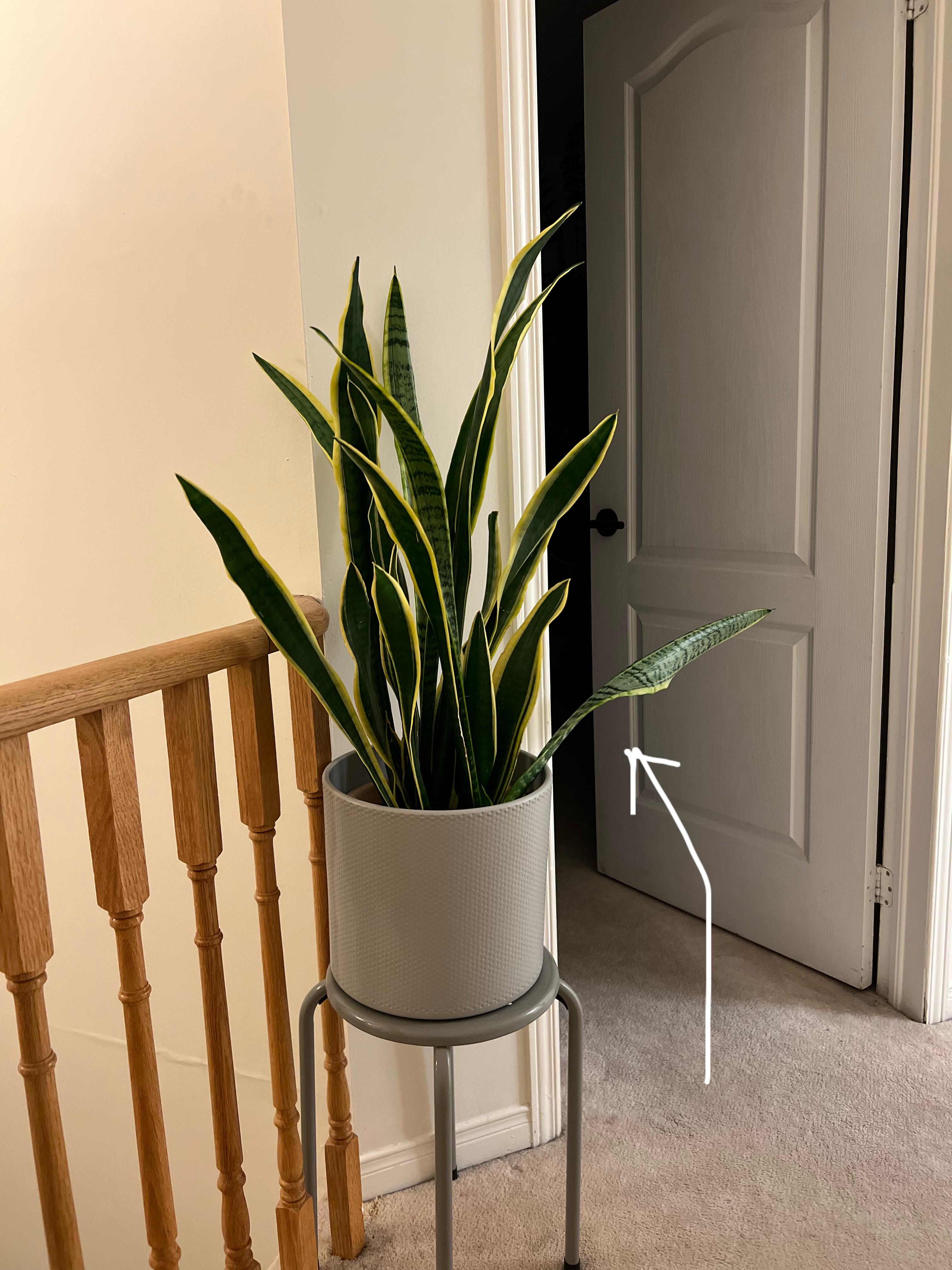Seemingly healthy snake plant leaves falling over as they get too tall