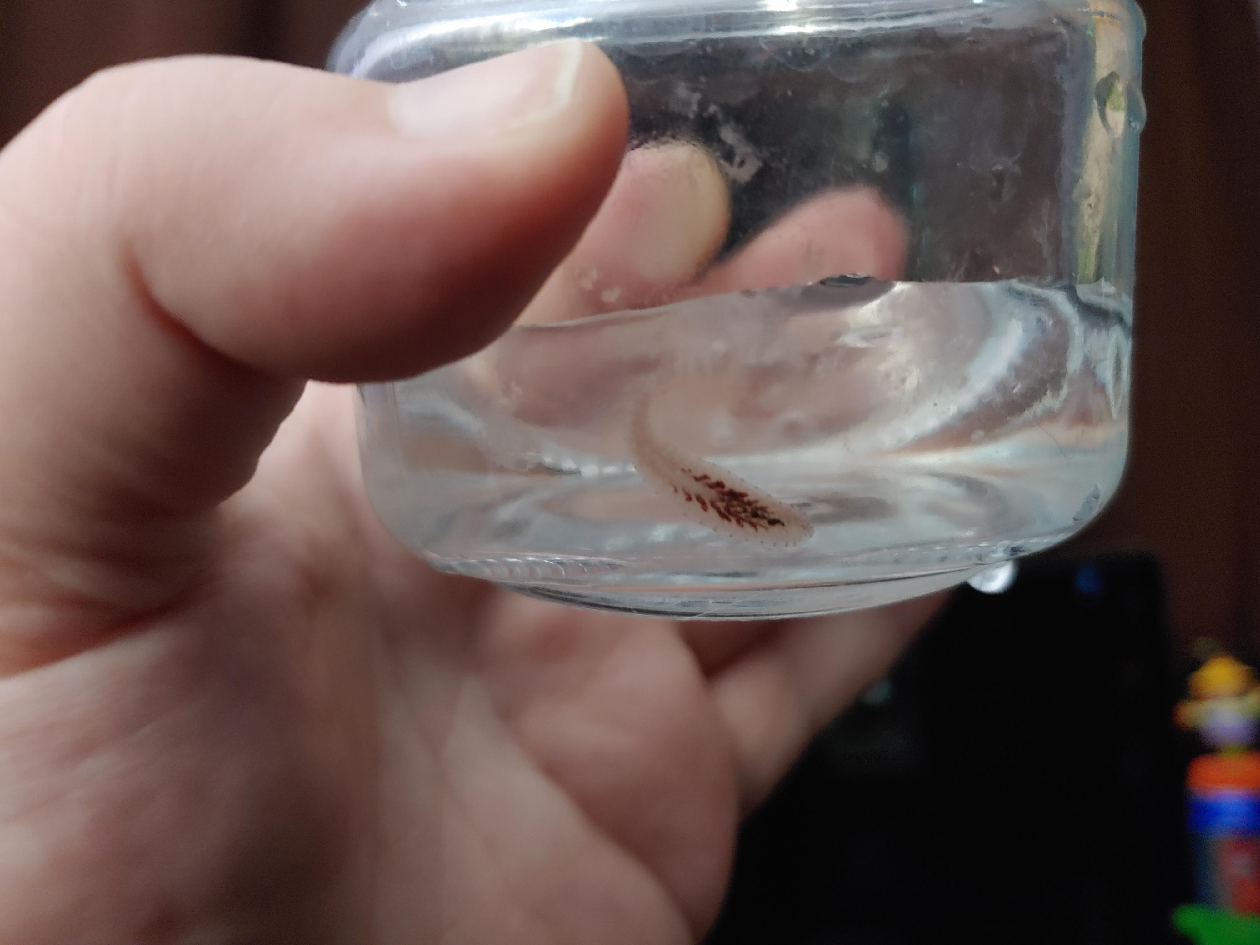 HELP! What is this? Find it in my quarantine tank. r/Aquariums