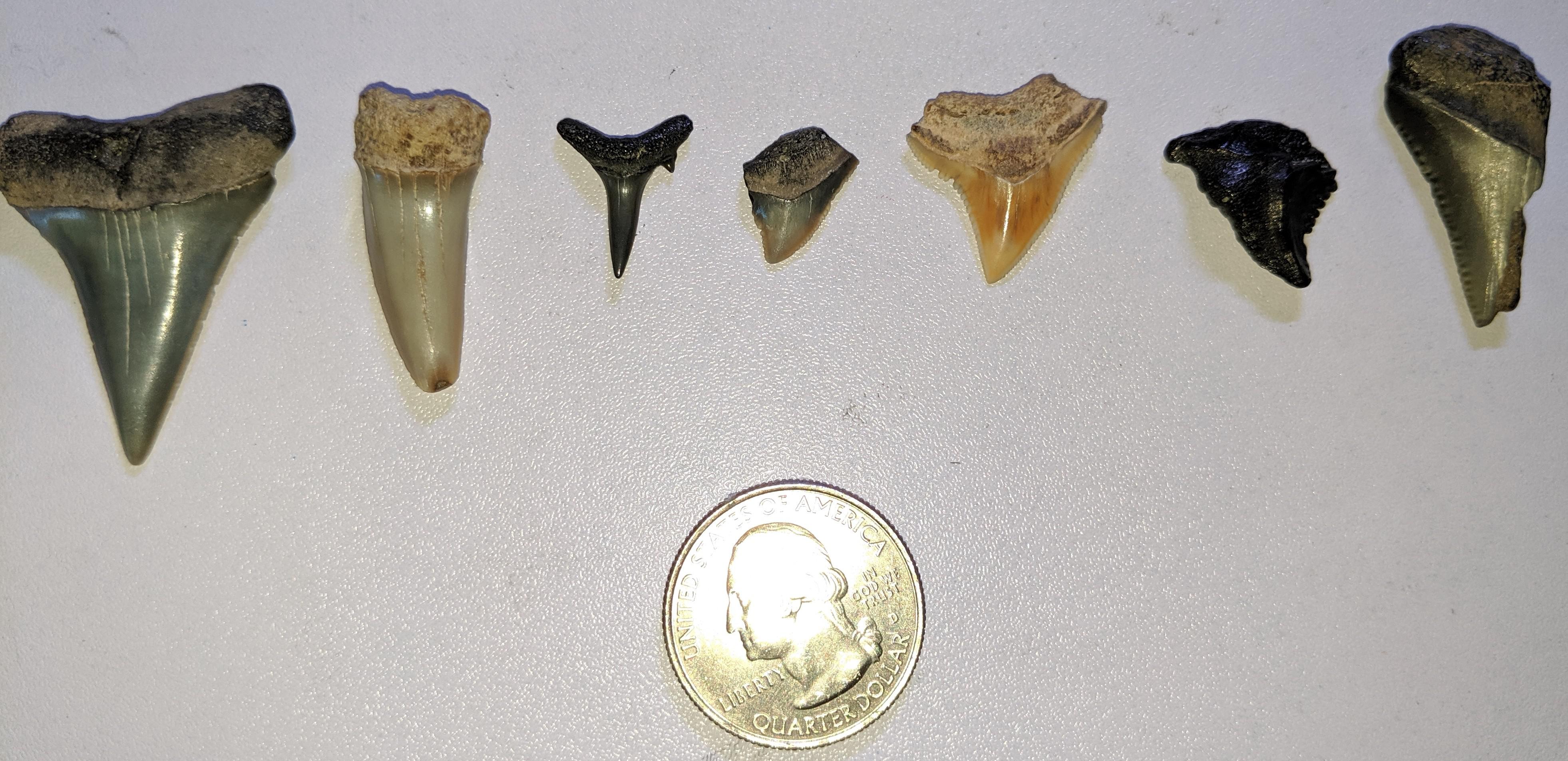 Shark tooth ID? All found in a couple different beaches in Florida but
