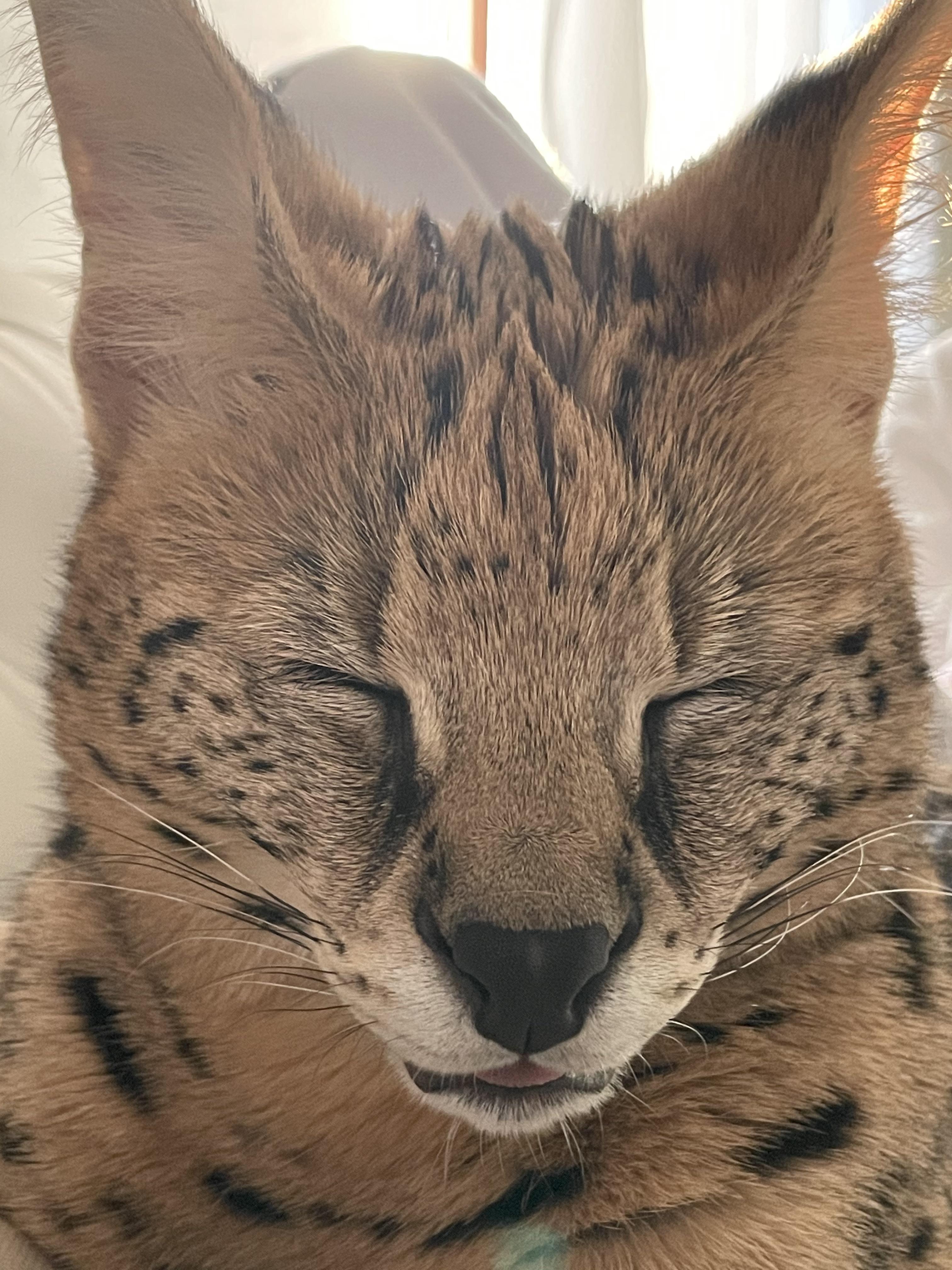 Serval Cat Pet Relocation (Description in the comment) r/dubai