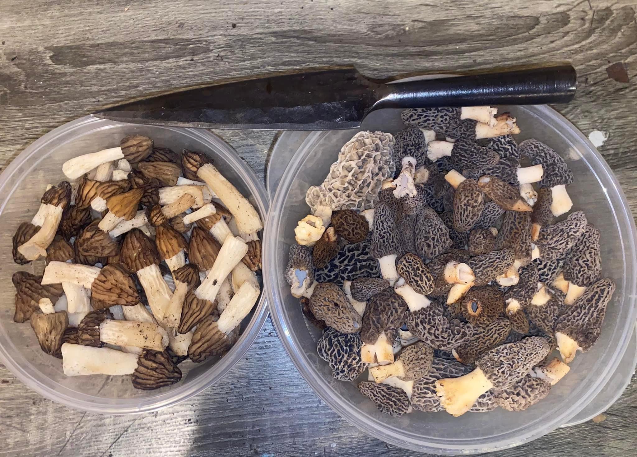 184 best r/morel_hunting images on Pholder Idaho