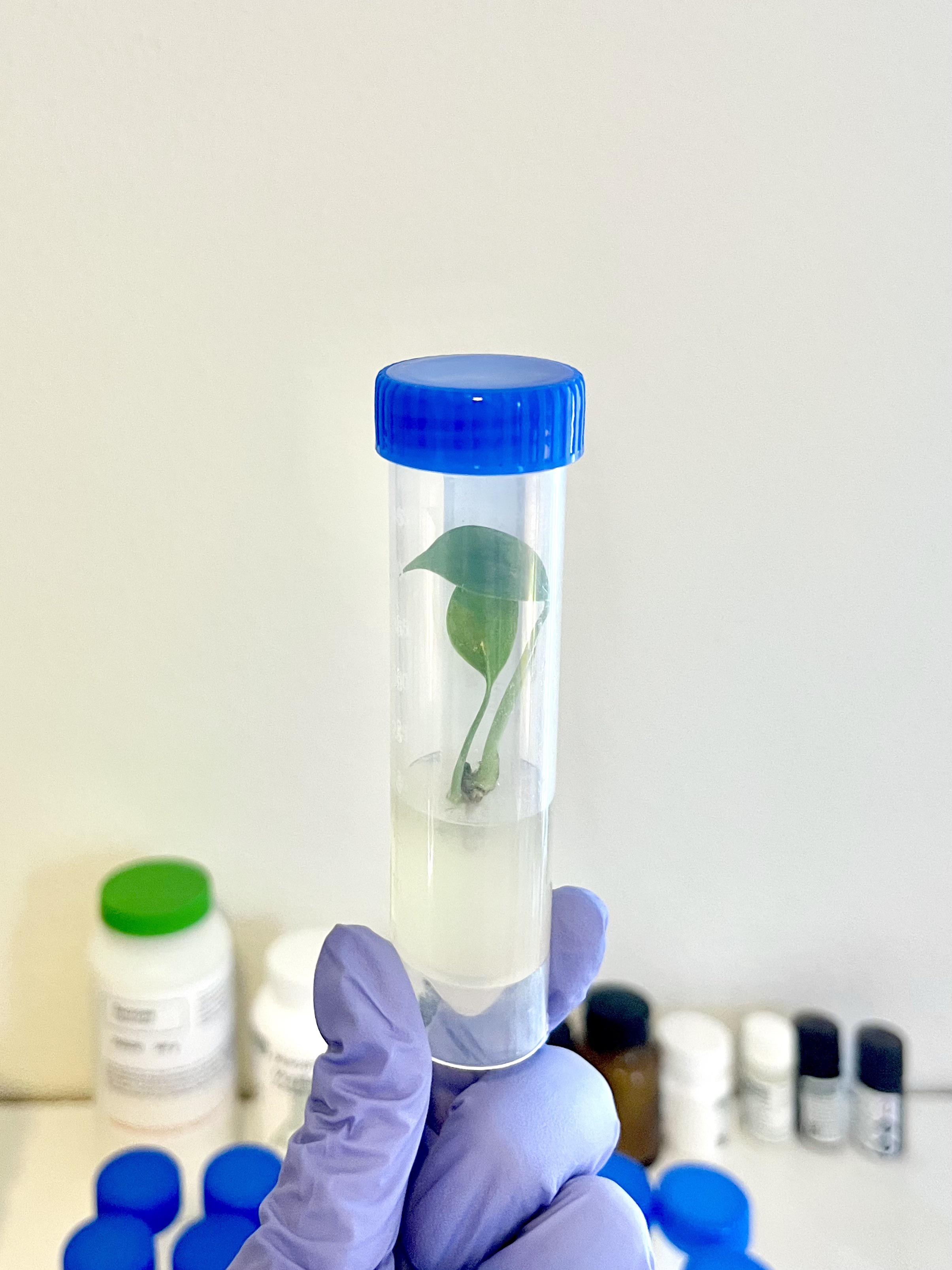 Tiny tissue culture monstera I grew at home with minimal equipment. r