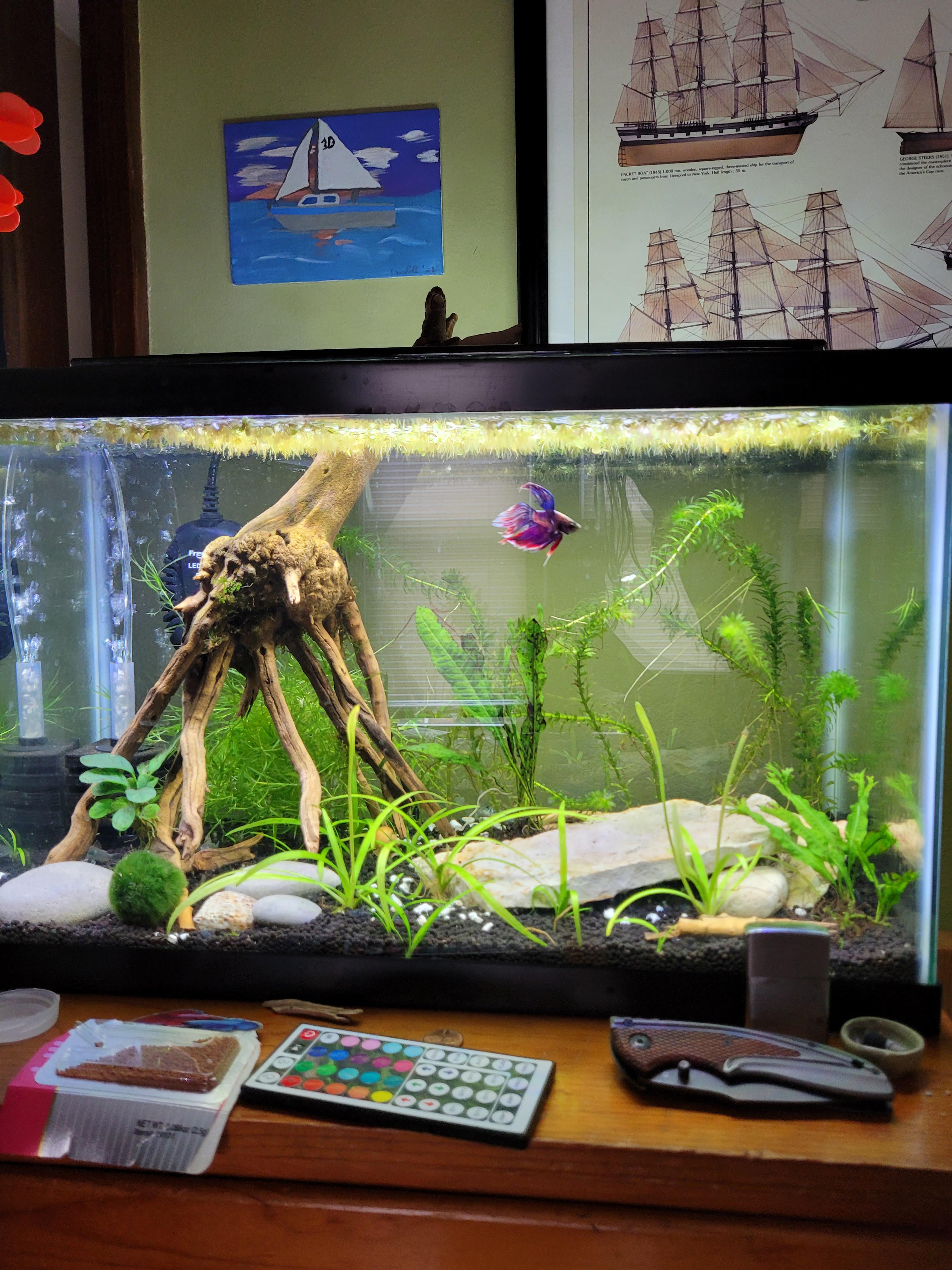Question about stocking a 10 gal betta tank r/Aquariums