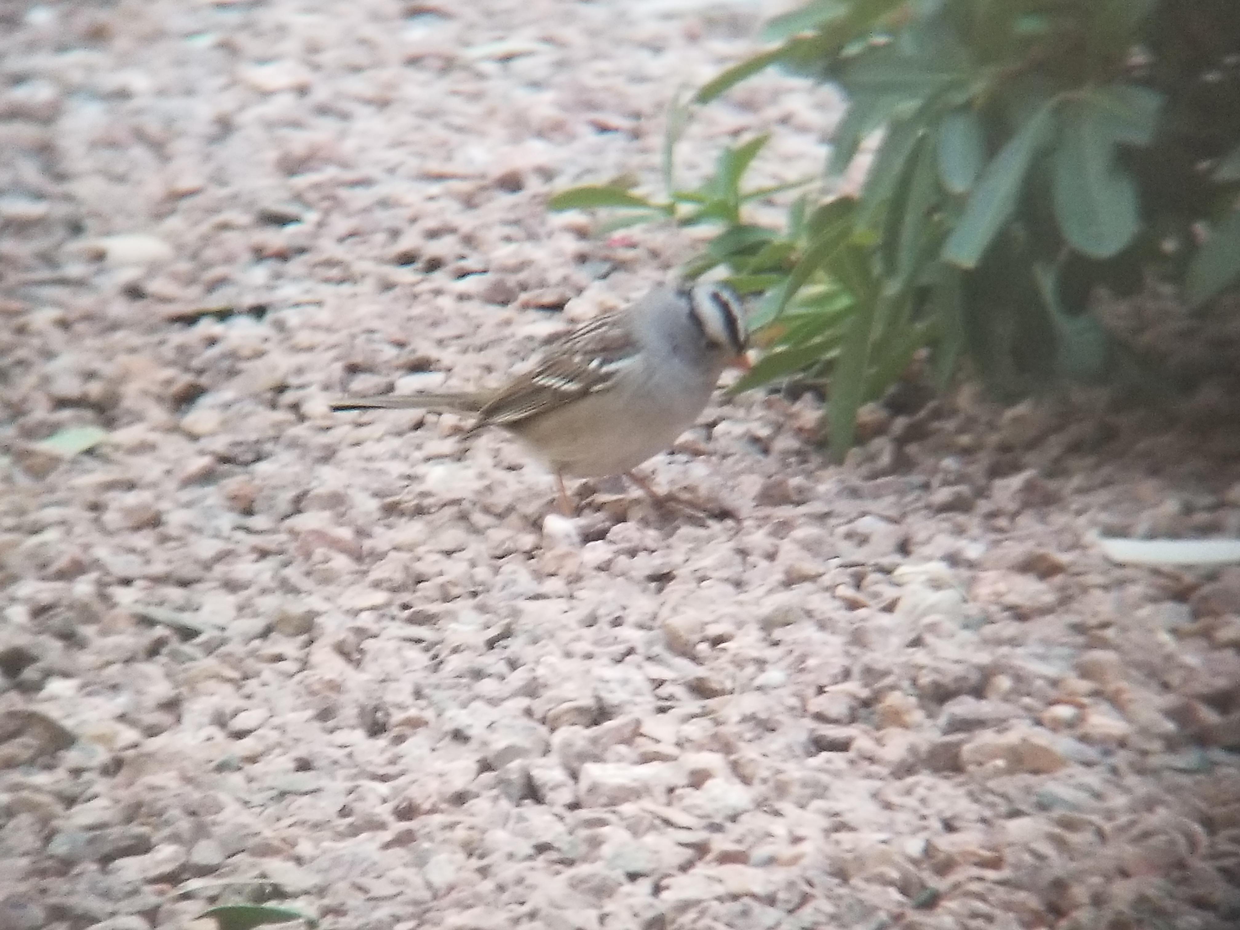 What's this bird? Las Vegas r/whatsthisbird