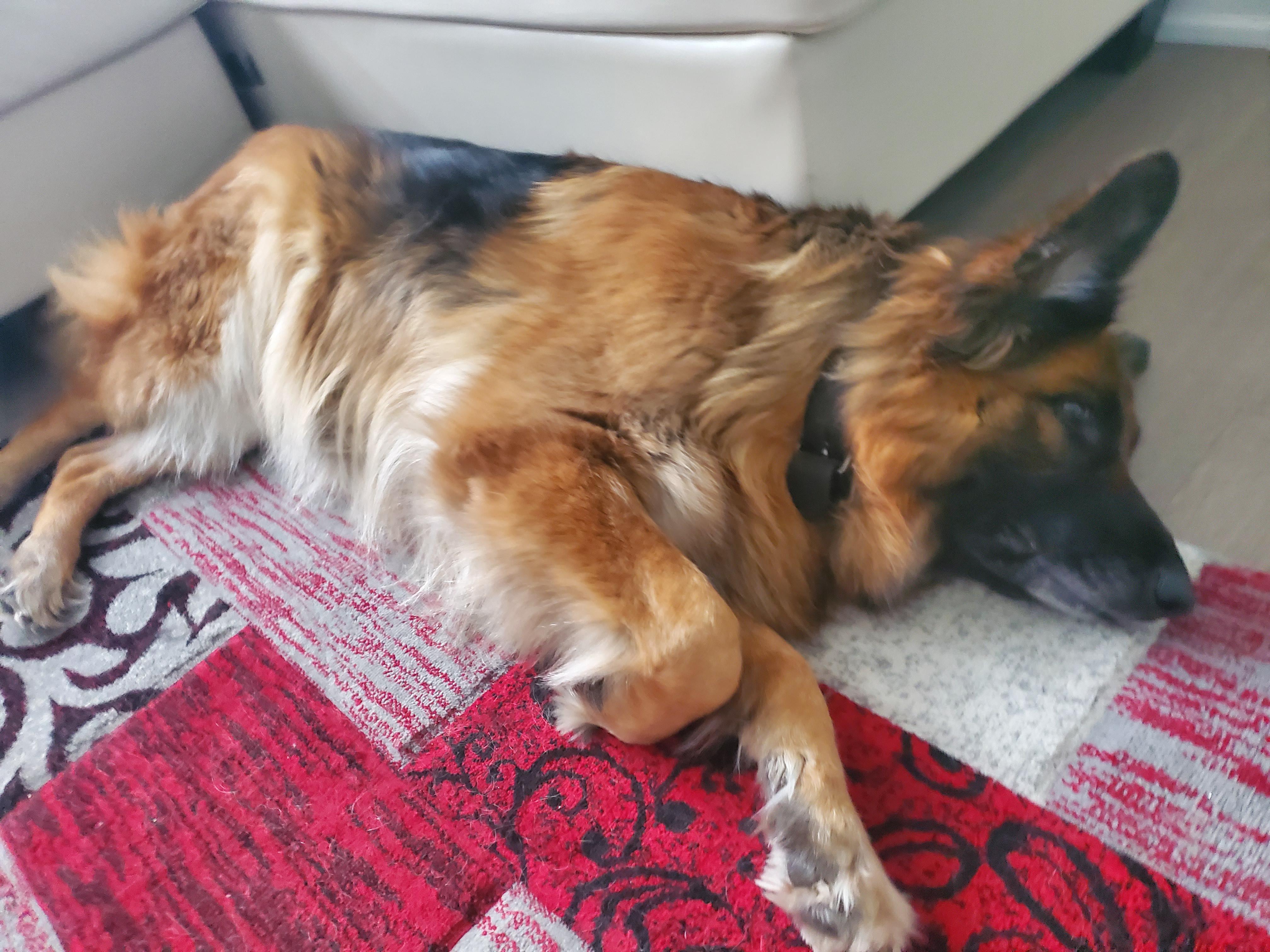 I know that most cats like to be pet around their head and face. Do