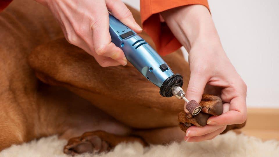 Best Dog Nail Grinders 2023 GigaBrain