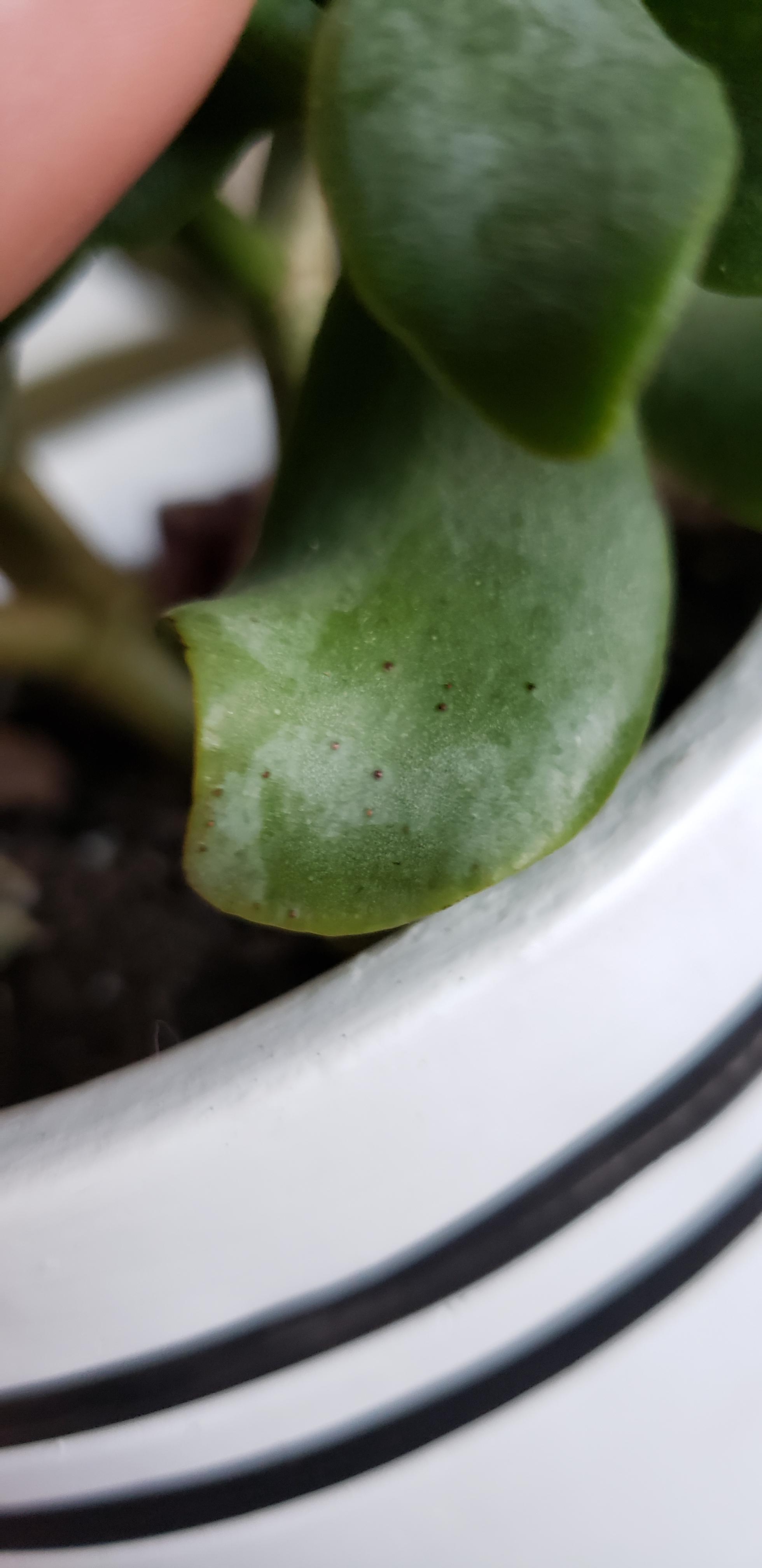 Wavy Jade keeps getting these brown spots on its leaves