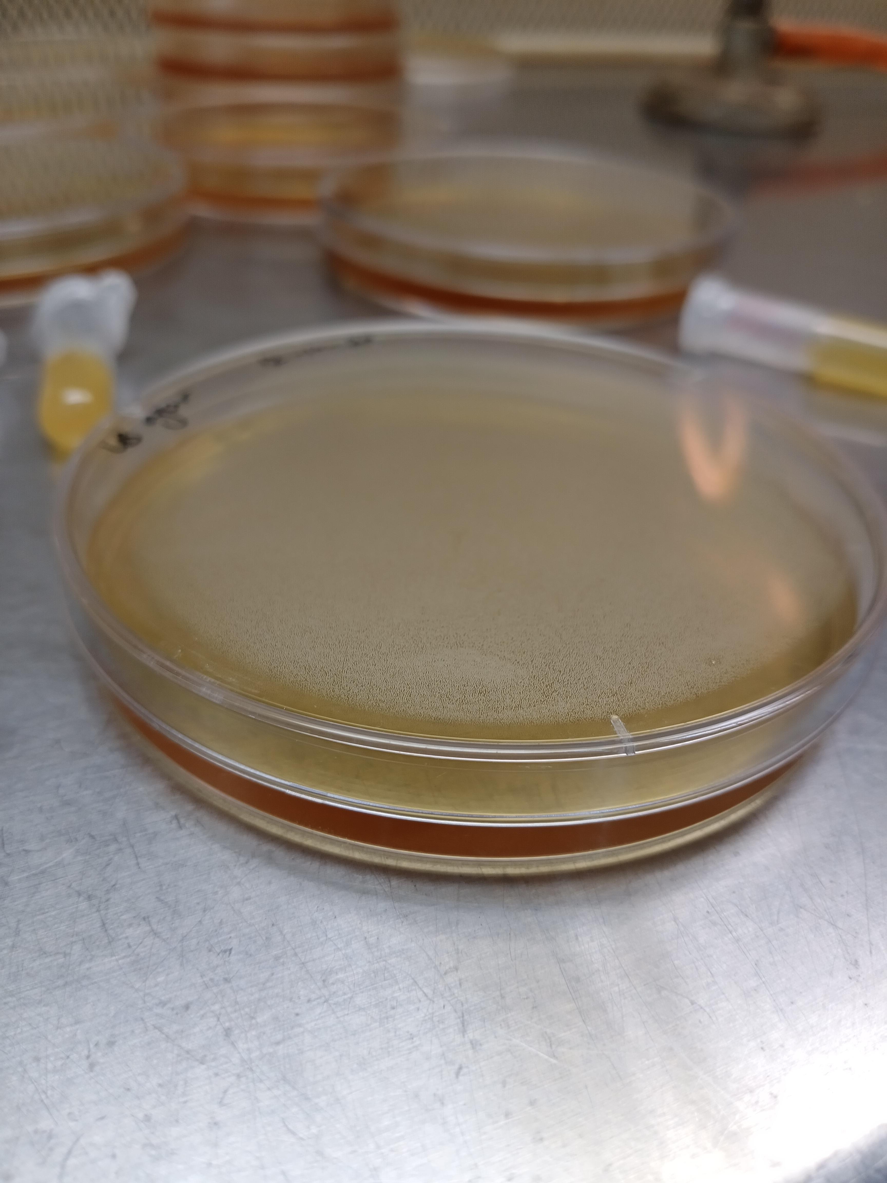 I got moisture in my plastic petri plates every single time... Any