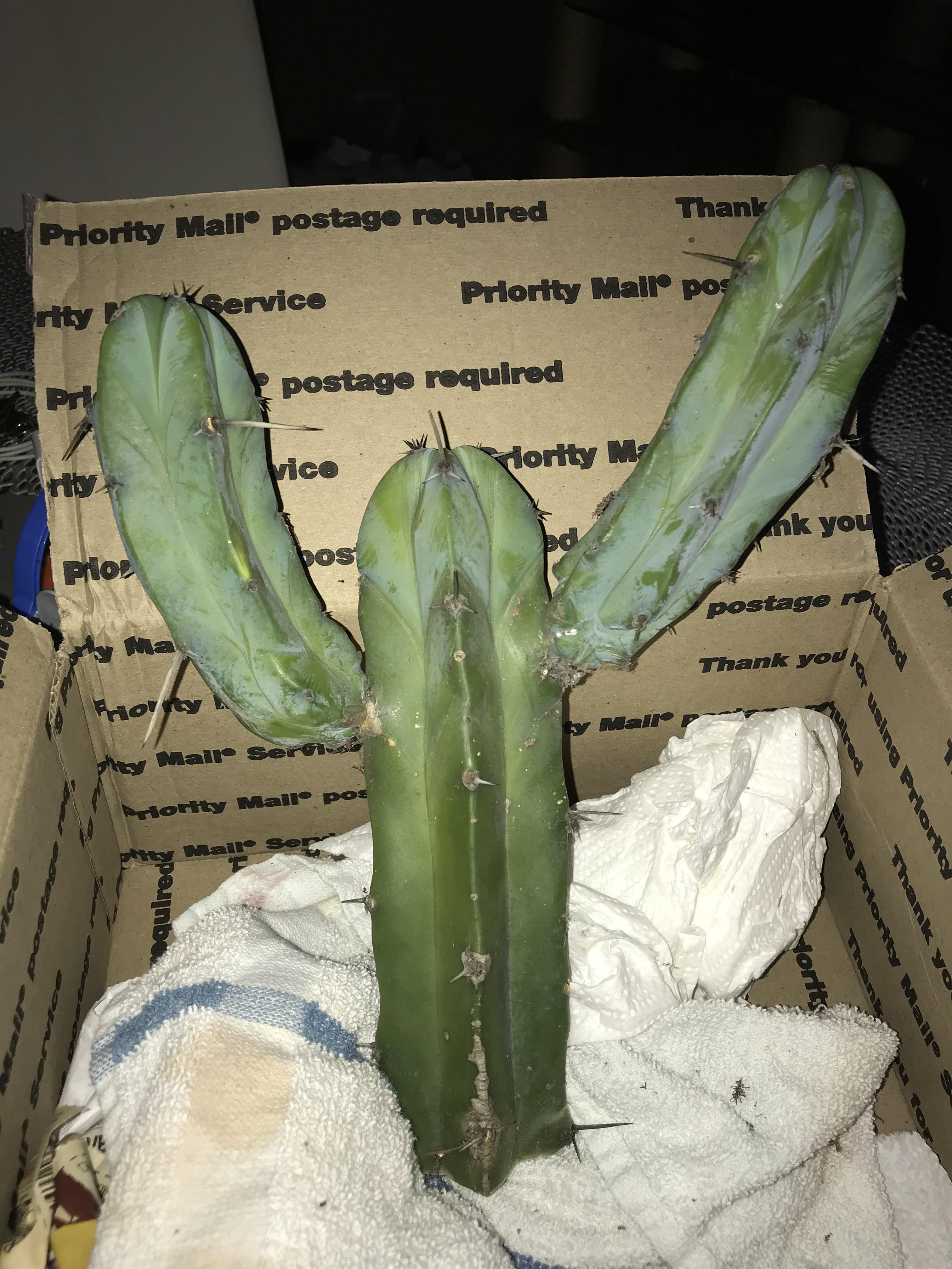 After receiving fake cacti seeds bought from amazon, I was gifted this