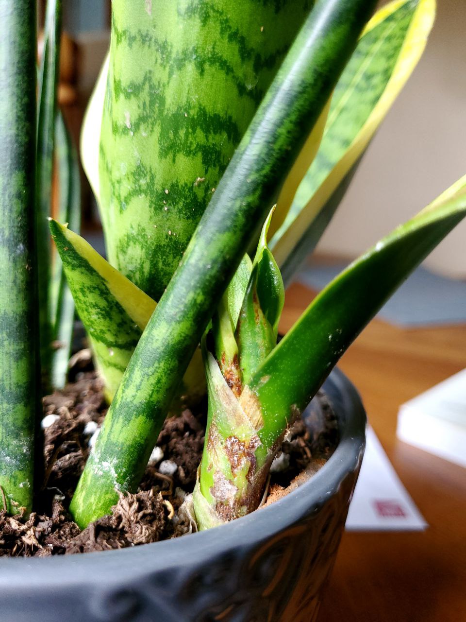 Sansevieria with new growth seems to have rot. Should I remove it