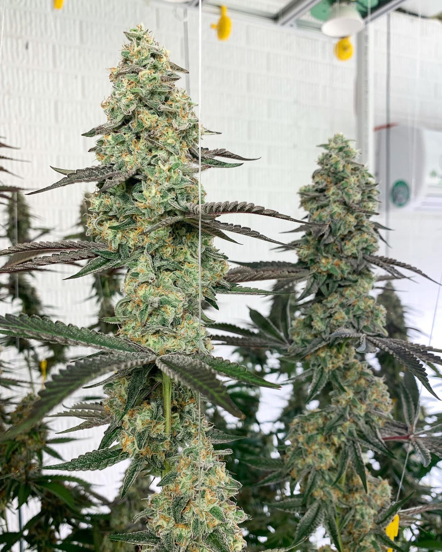 DIVINE KUSH BREATH 4 microgrowery